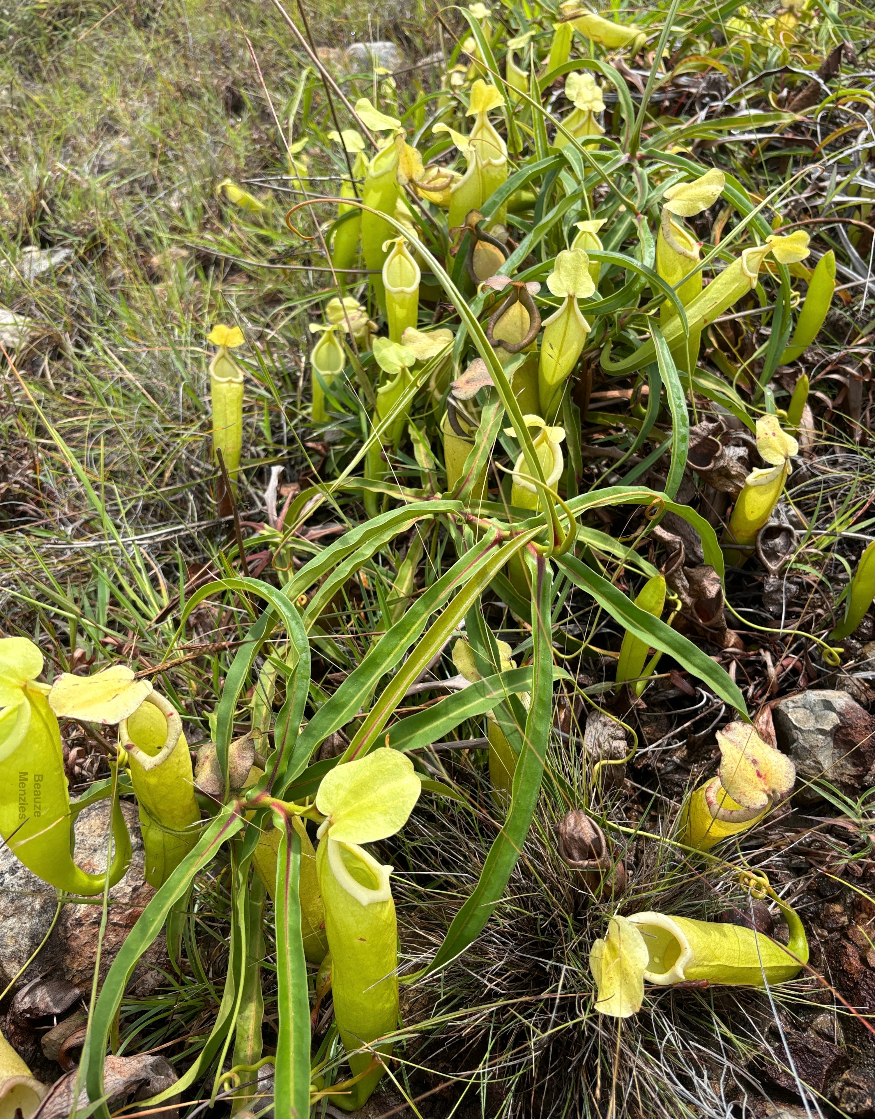 A New Vietnamese Nepenthes