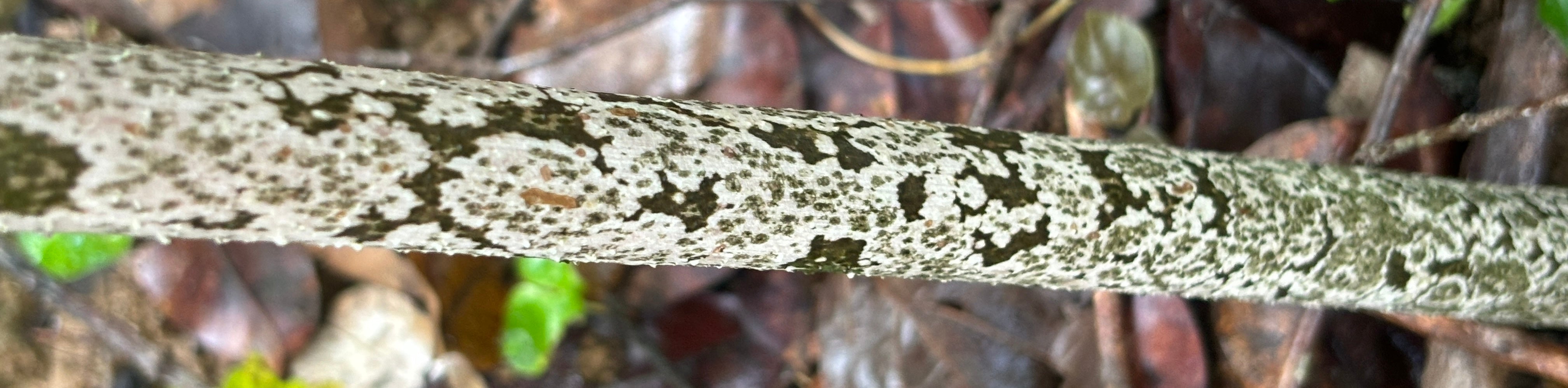 Amorphophallus & Arisaema