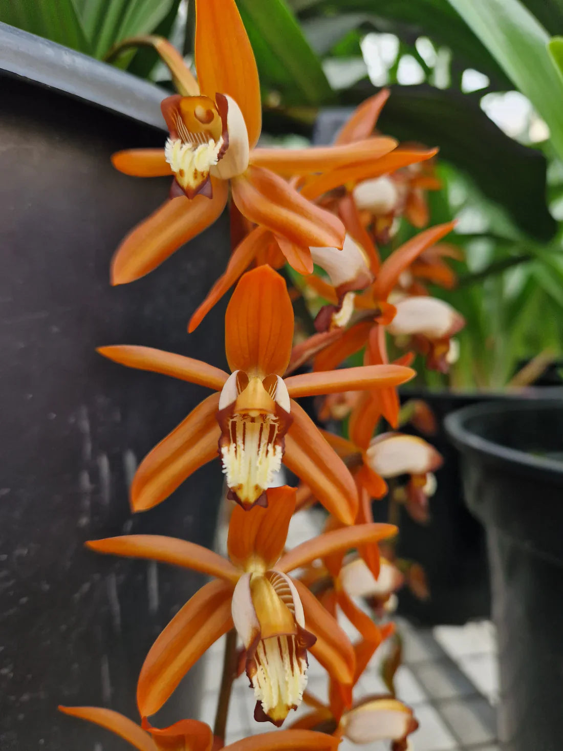 Coelogyne