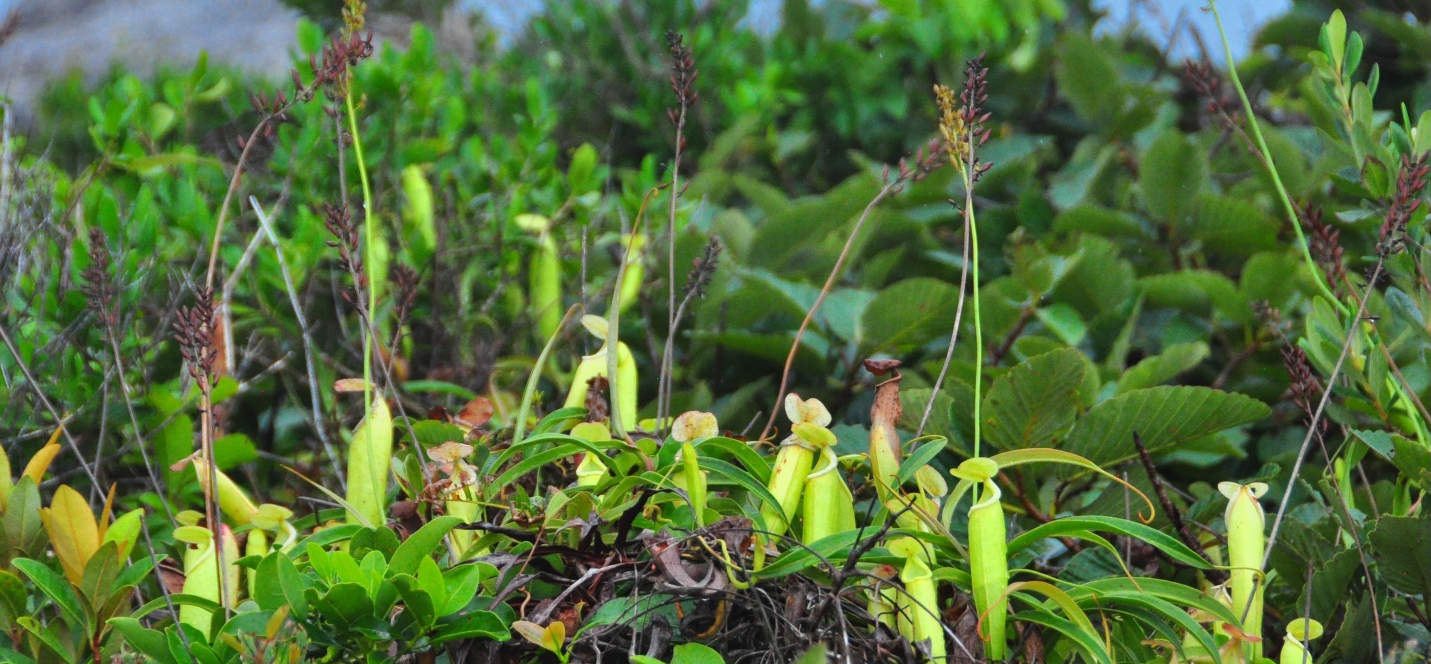 Carnivorous Plants