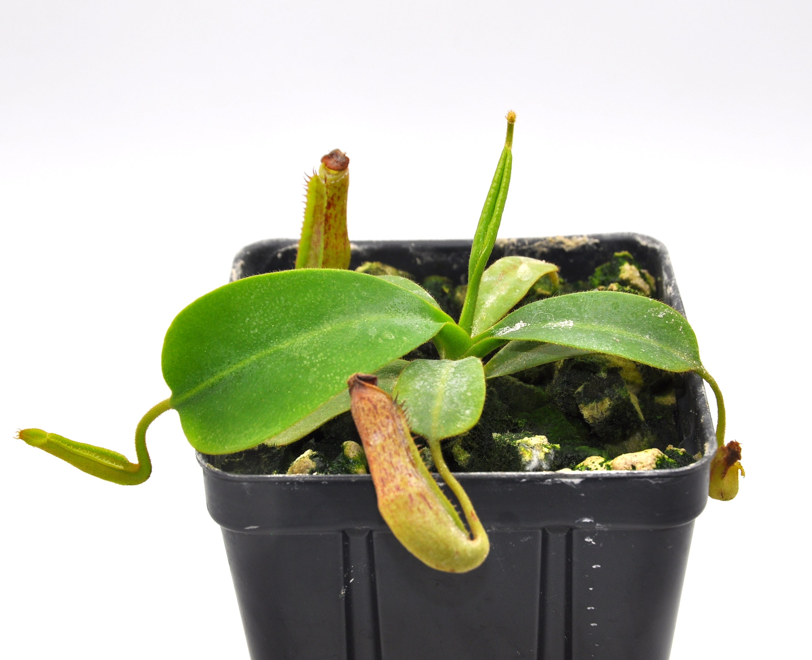 Nepenthes zakariana seed grown