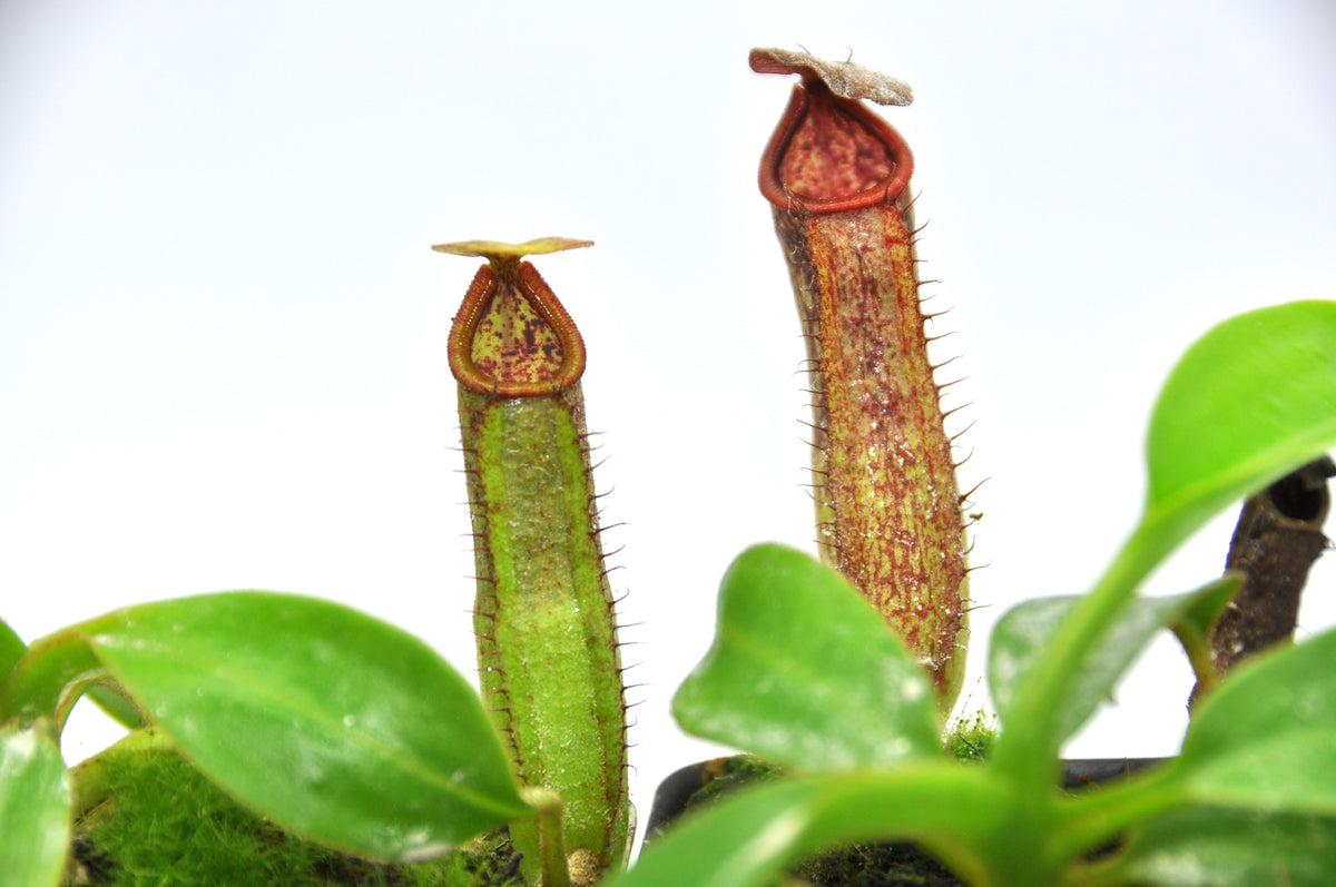 Nepenthes copelandii BE Cross Exotics