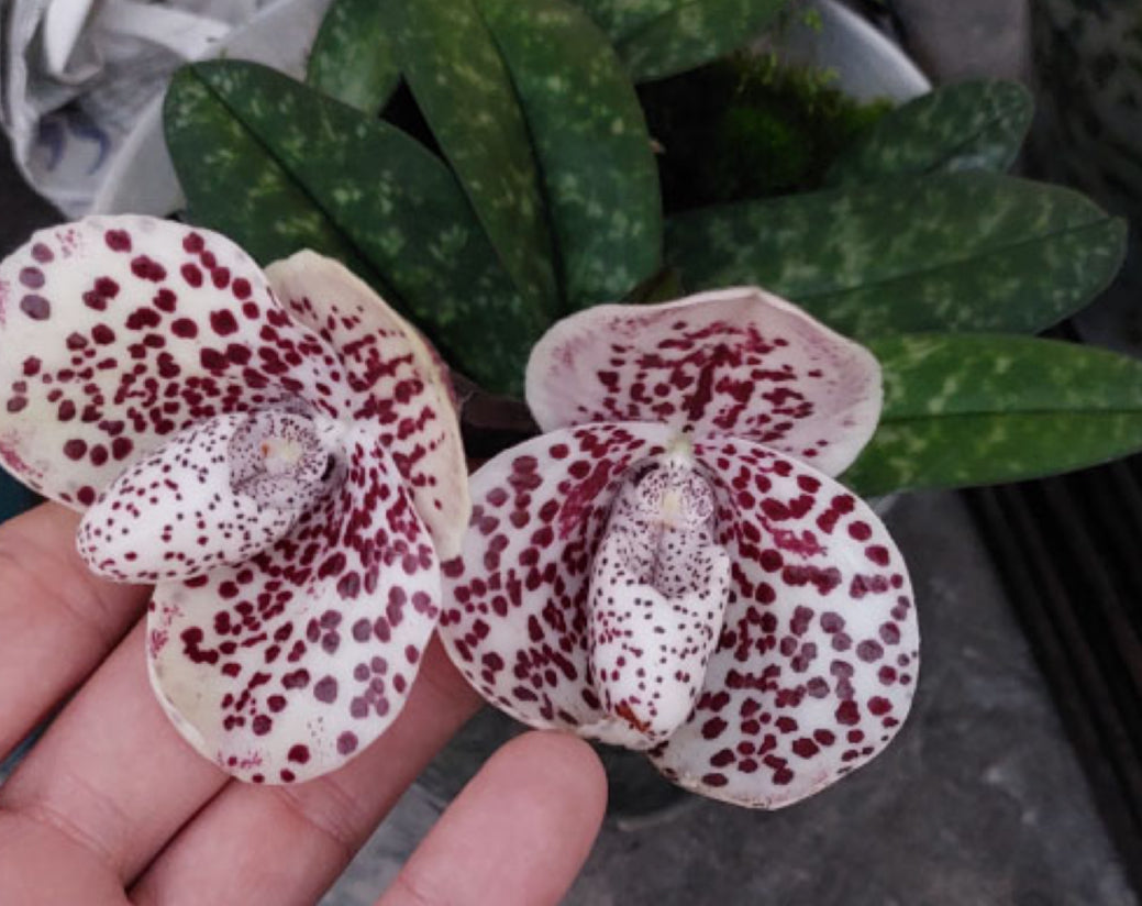 Paphiopedilum bellatulum #27 x album green Flask