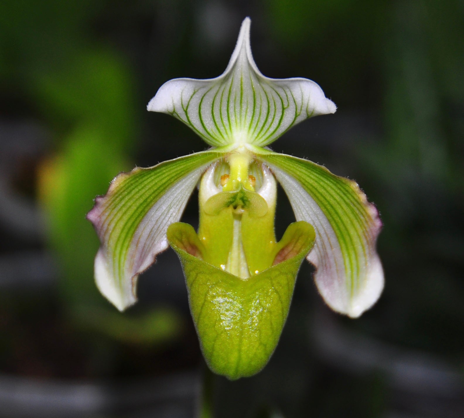 Paphiopedilum bougainvilleanum '2' x 'OZ' Flask