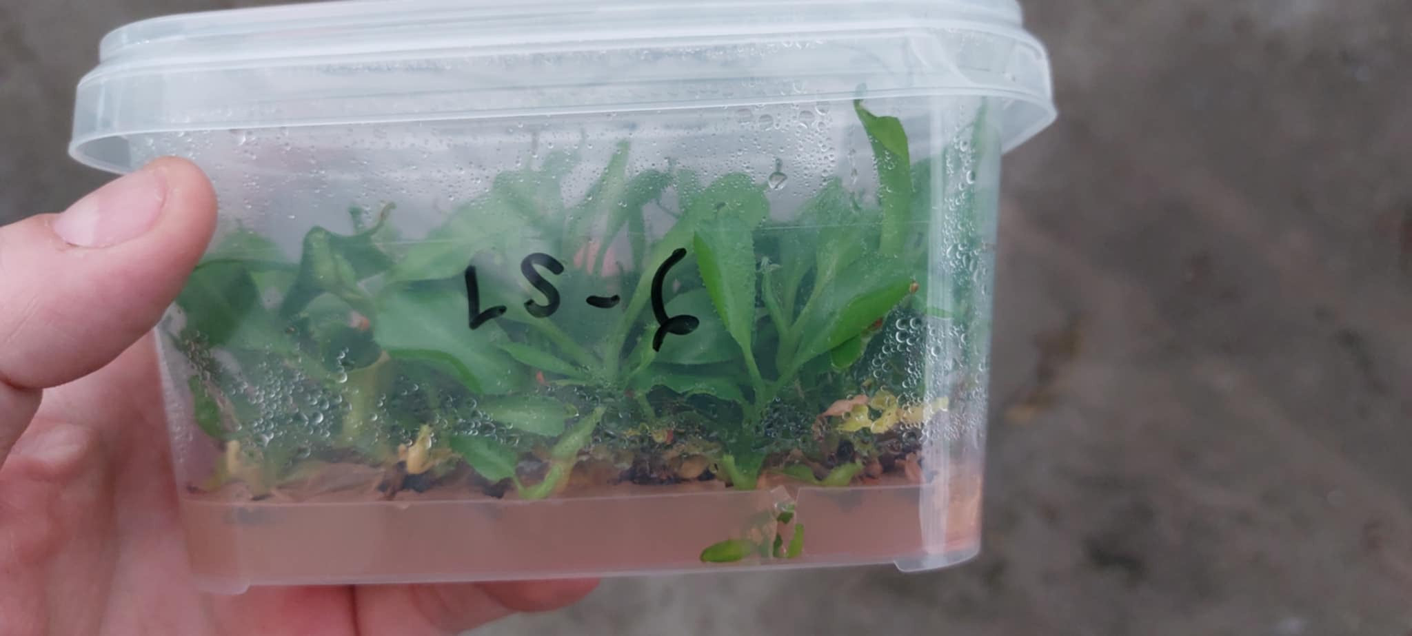 Nepenthes robcantleyi/nebularum Flasks – Cross Exotics