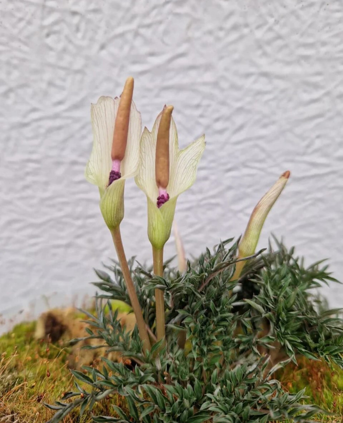 Amorphophallus ongsakulii