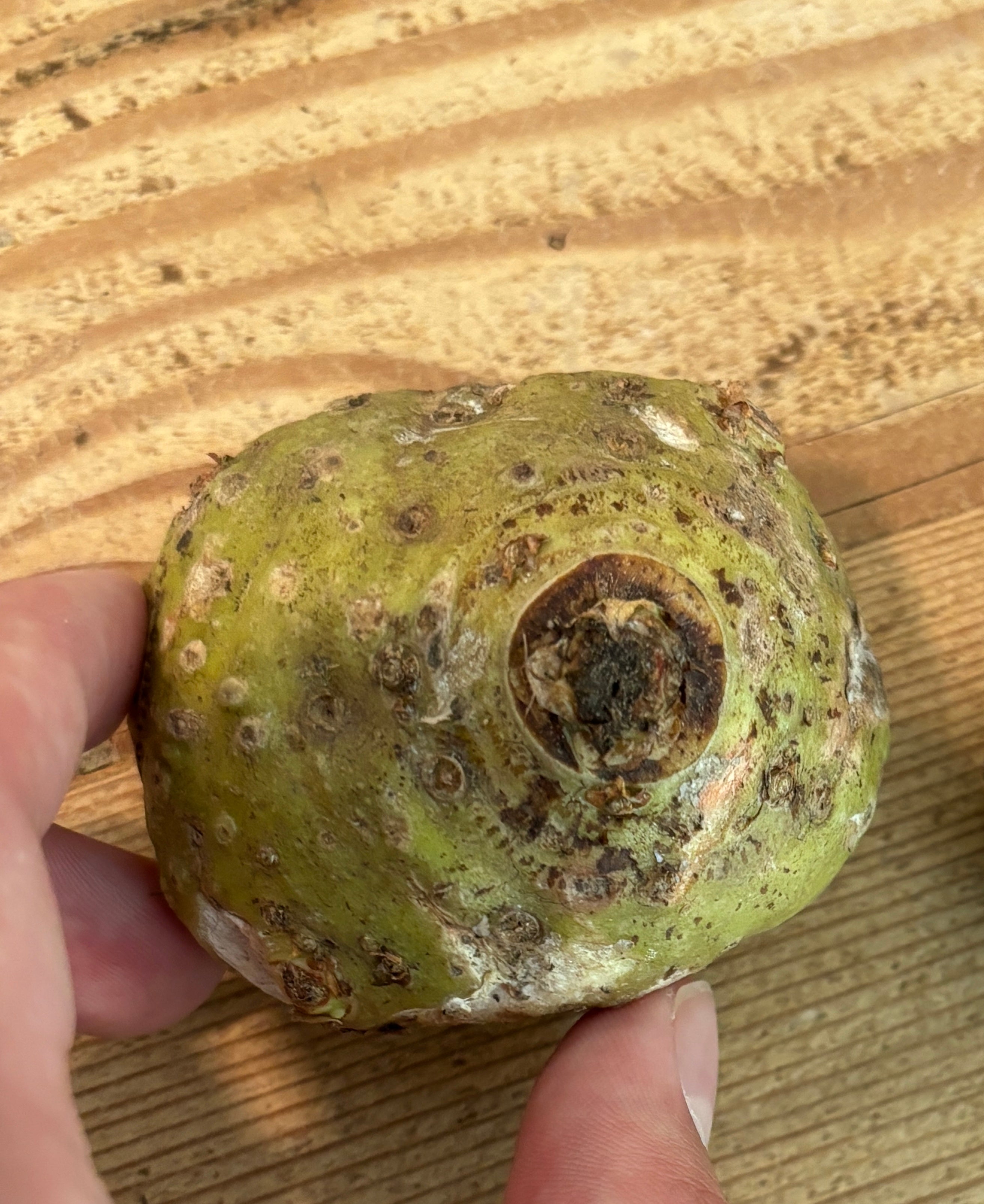 Amorphophallus aphyllus