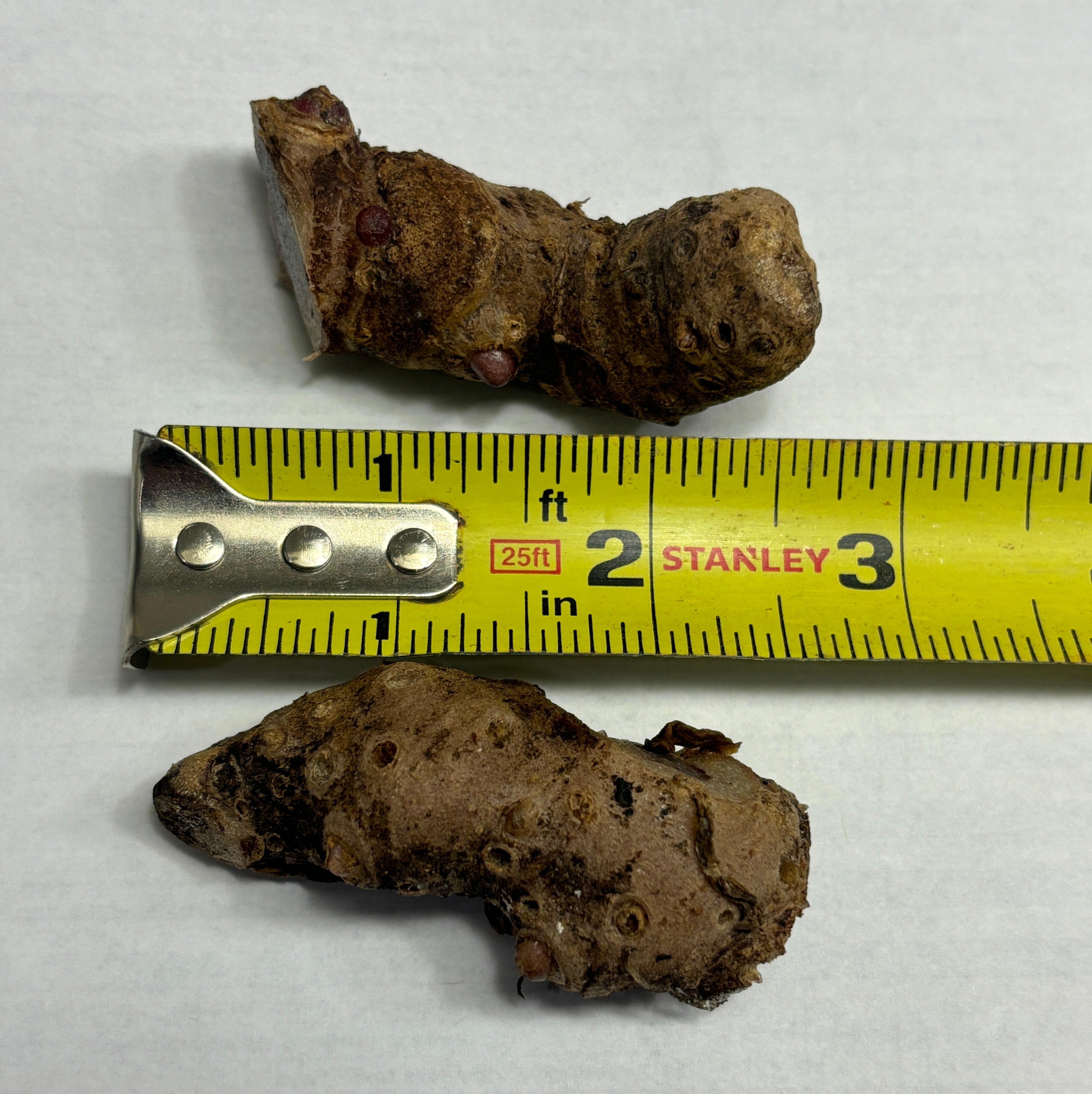 Arisaema lihengianum – Cross Exotics