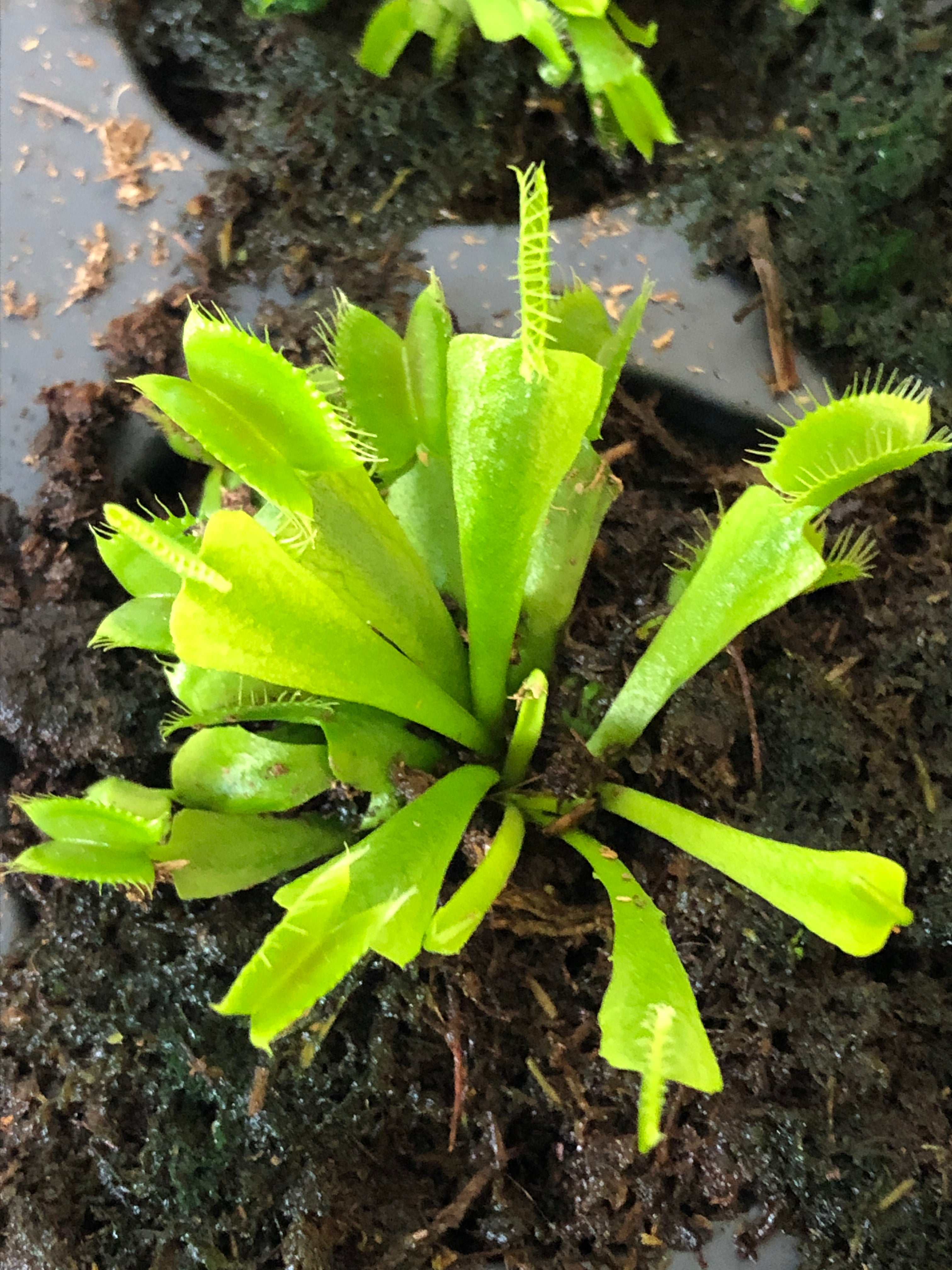 Dionaea CE Brun Clones - 20 bulk flytraps!