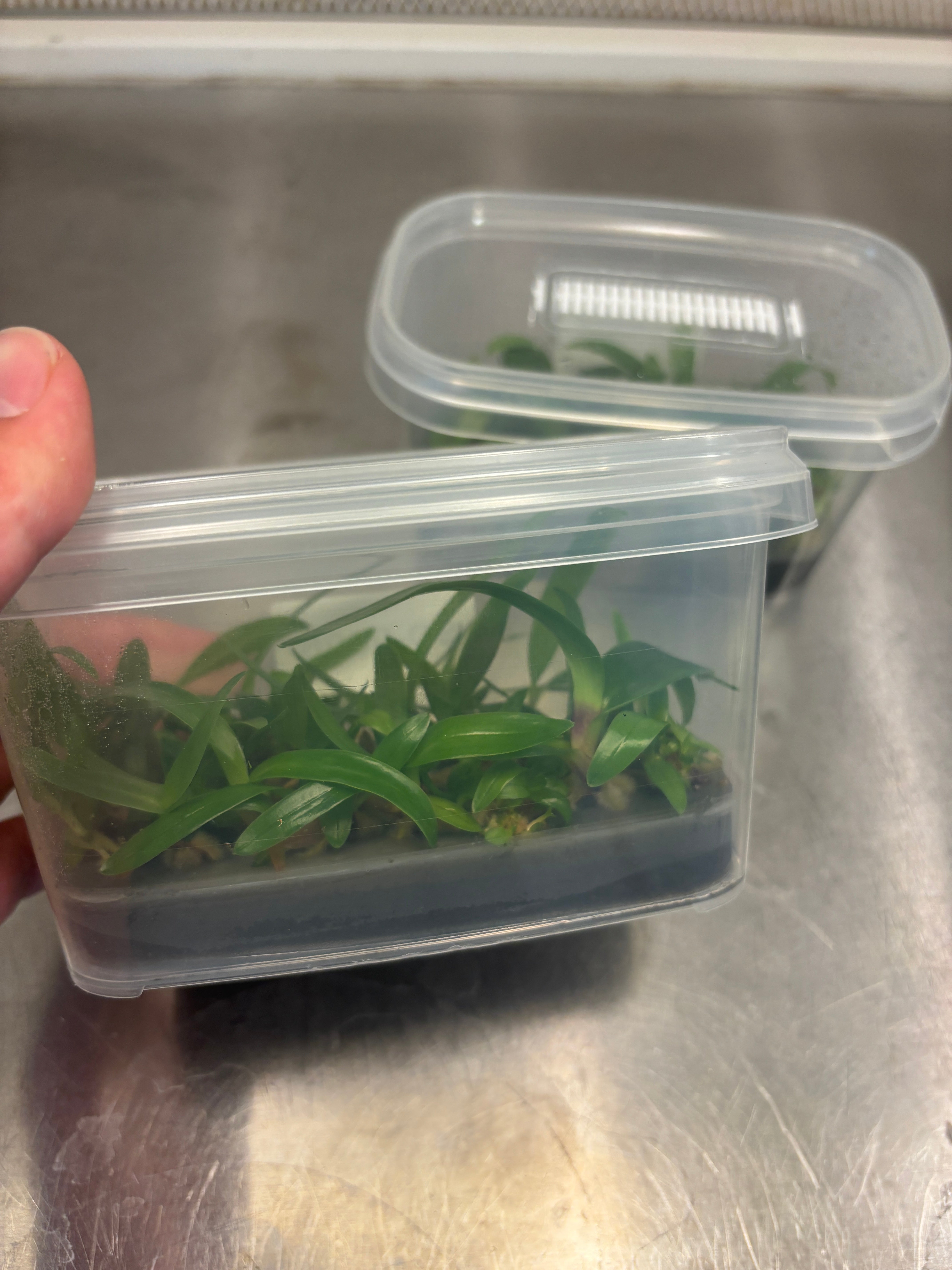 Eco2Box OV80 Vented Tissue Culture Flasks X25 units