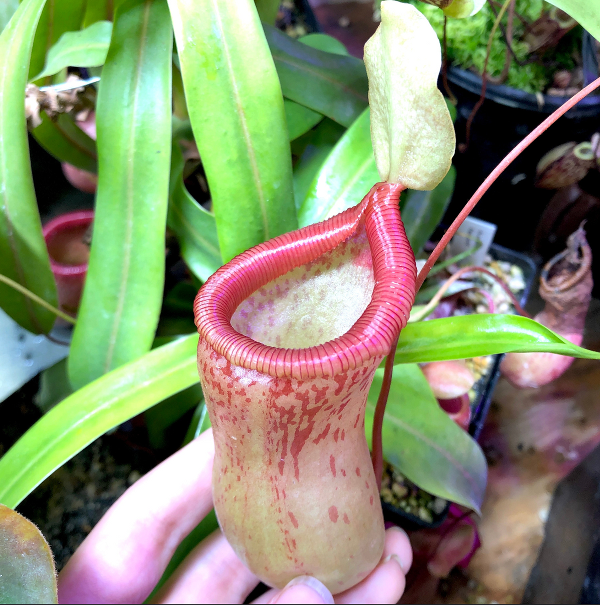 Nepenthes ventricosa x trusmadiensis Seeds – Cross Exotics