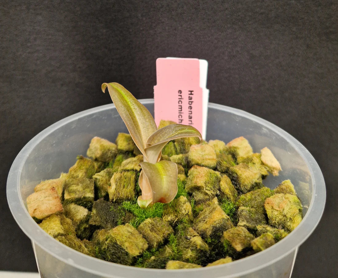 Habenaria erichmichaelii