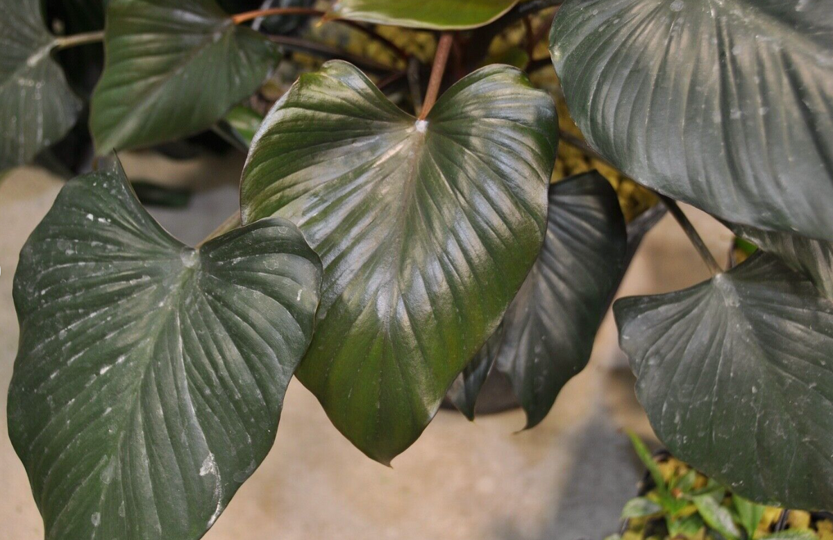 Homalomena anthurioides 【TB2303】TB正規タグ付き Homalomena anthurioides 【TB2303】TB正規タグ付き 【公式通販】
