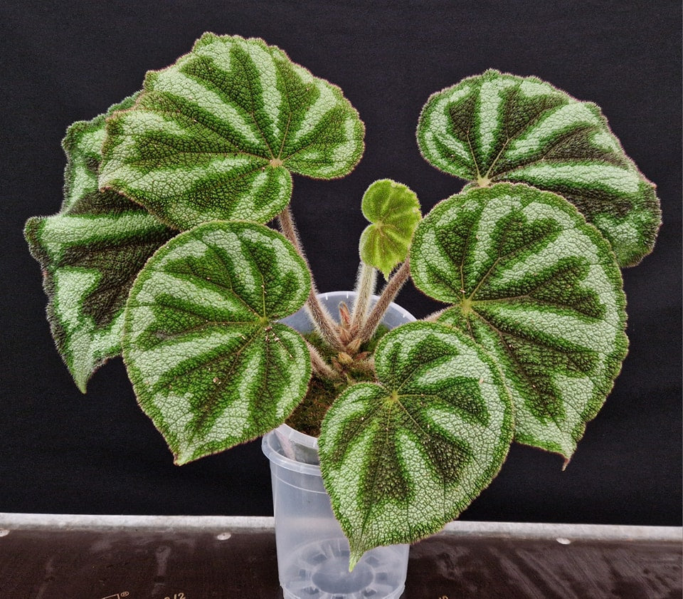 Begonia variegata 