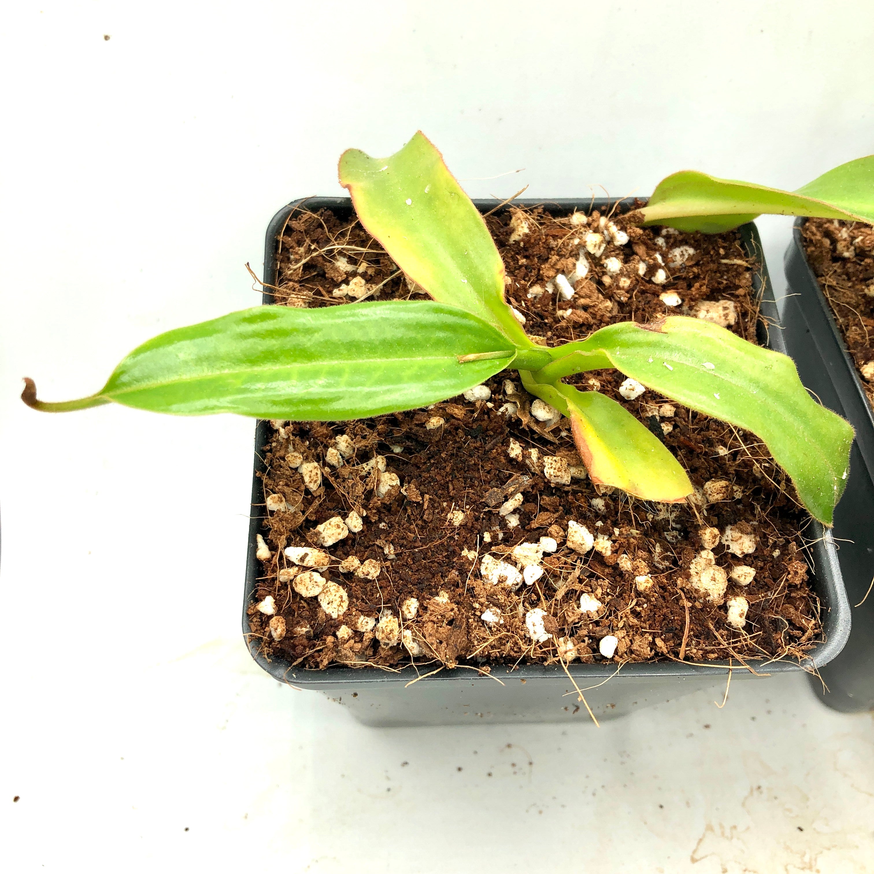 Nepenthes viridis AW