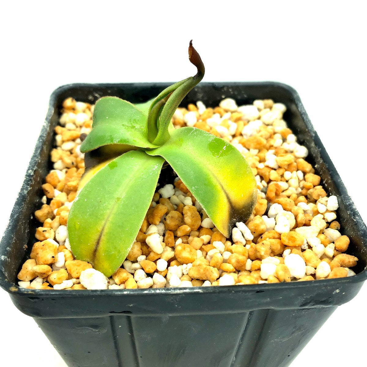 Nepenthes rigidifolia MT