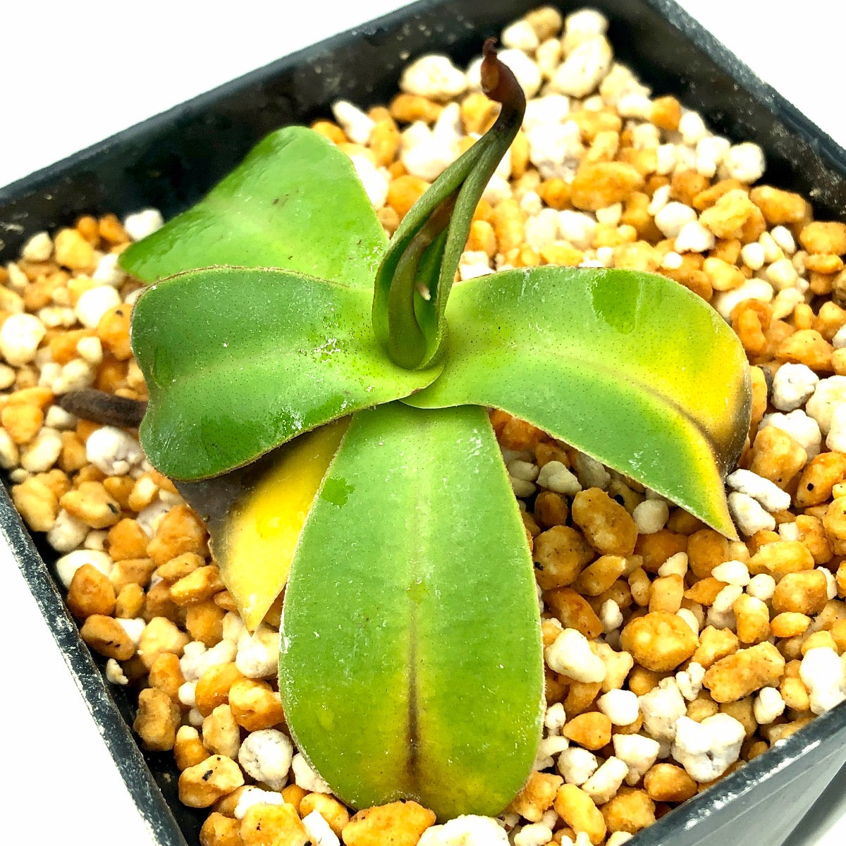 Nepenthes rigidifolia MT