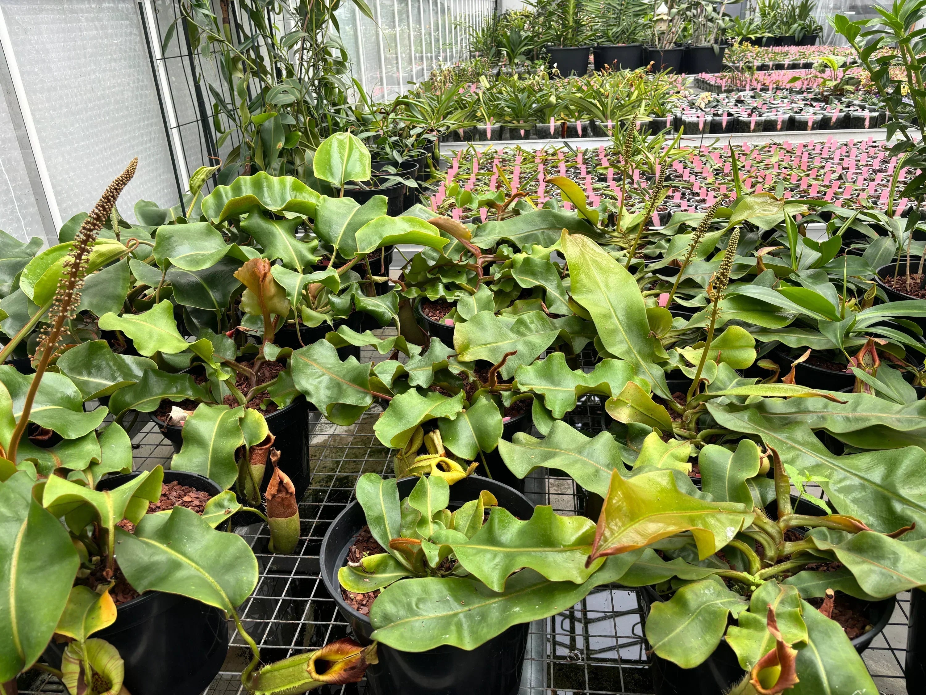 Fertilizing & Nutrients