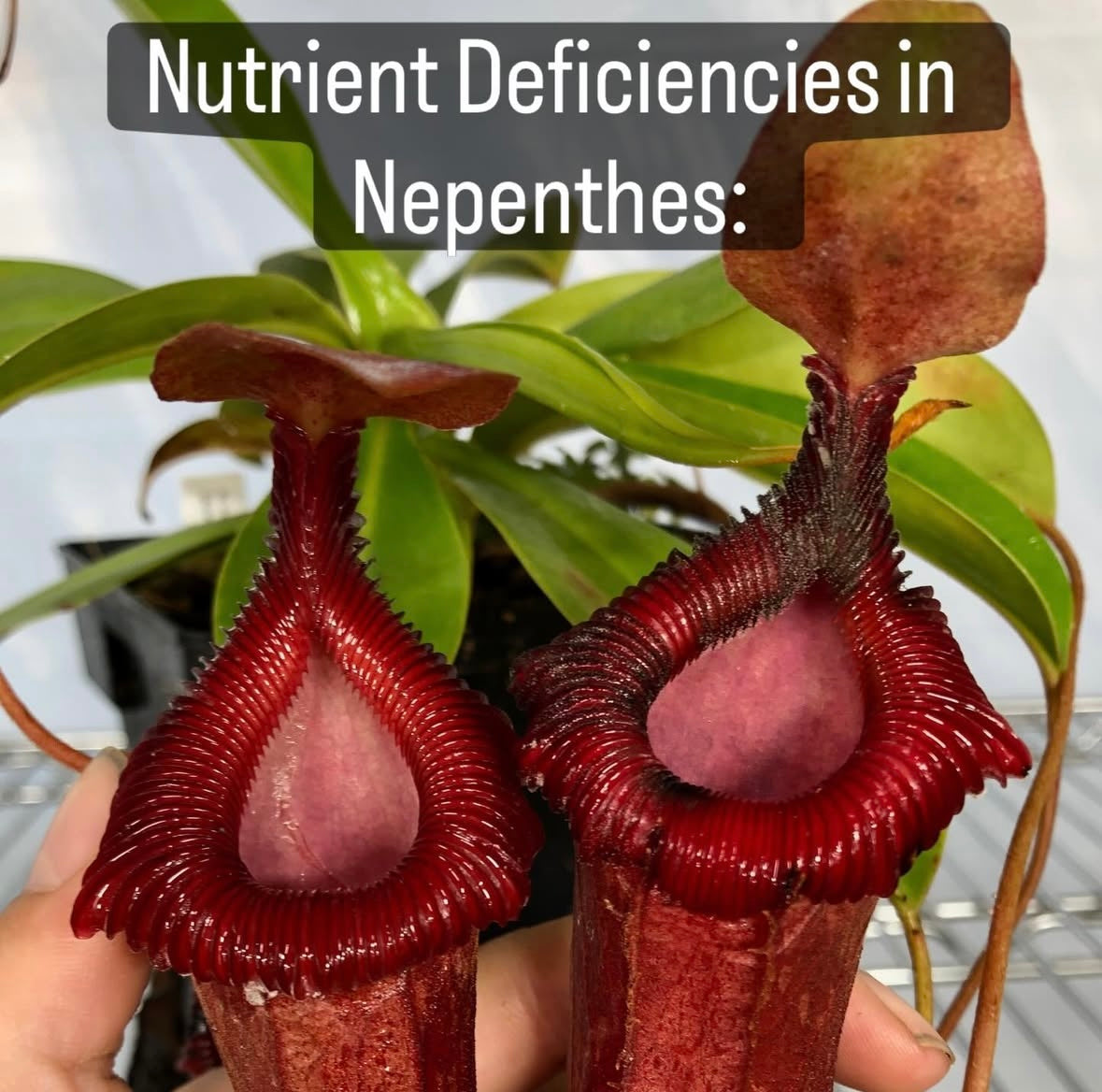 Common Nepenthes Nutrient Deficiencies