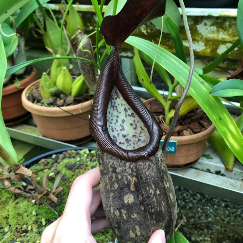 The Endangered Nepenthes