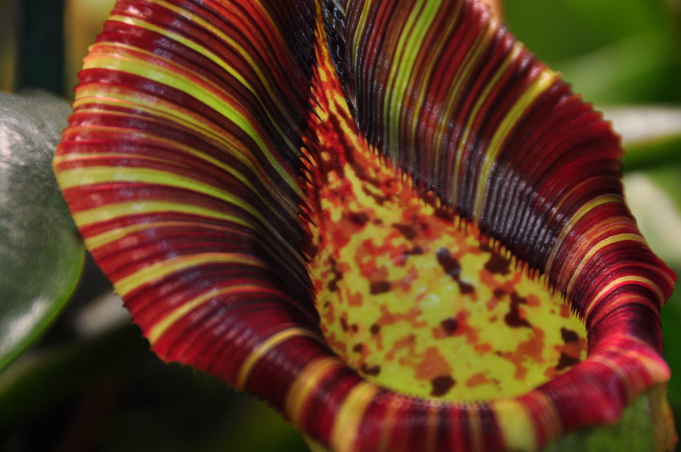 Nepenthes Hybridization I