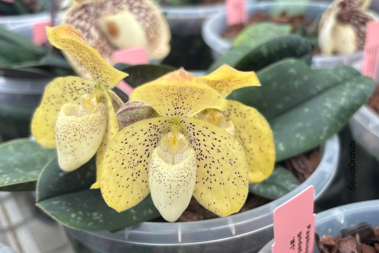 Paphiopedilum sanderianum x Edna Ratcliffe – Cross Exotics