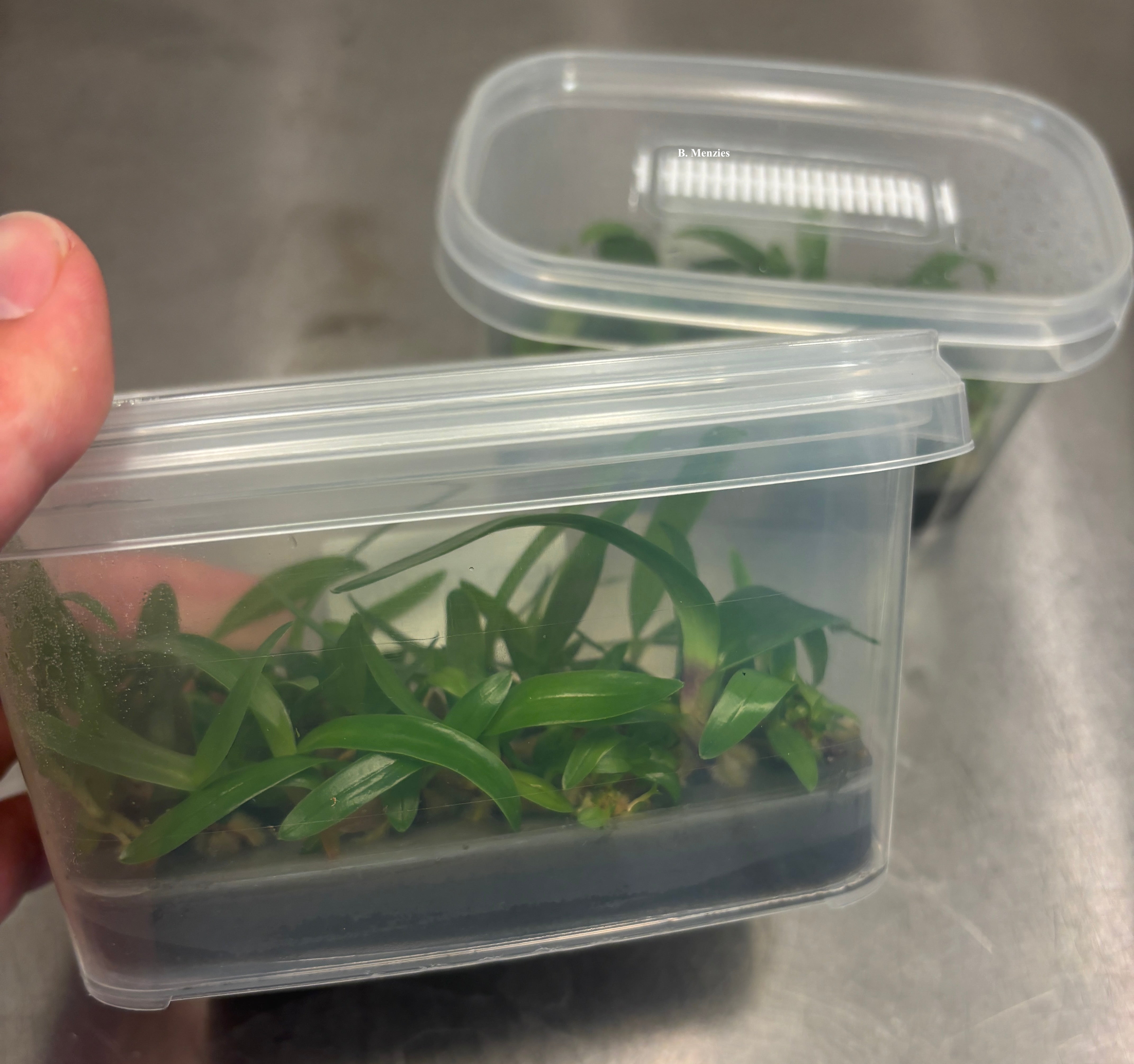 Orchid & Nepenthes Tissue Culture