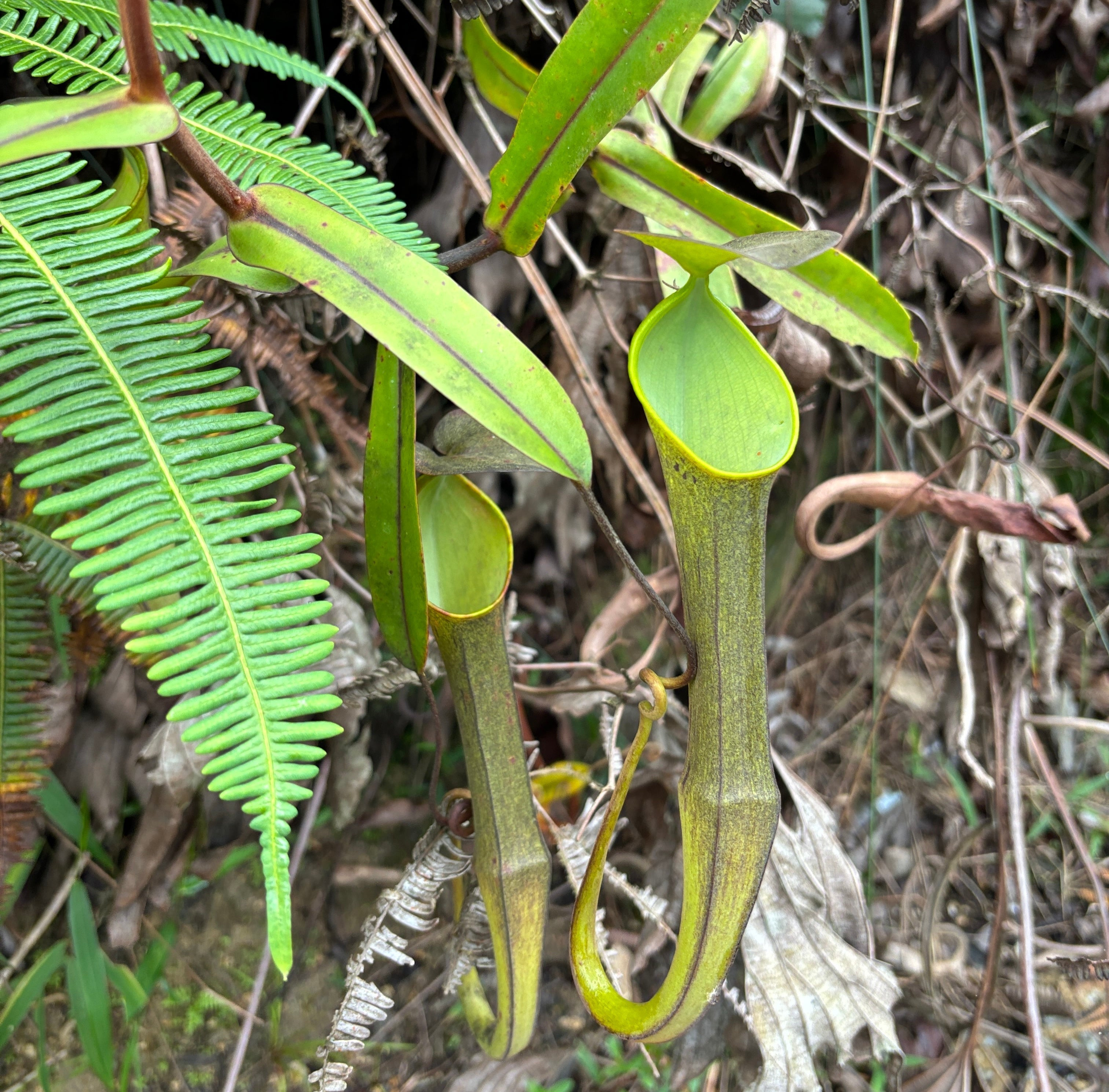 Nepenthes ramispina in the wild