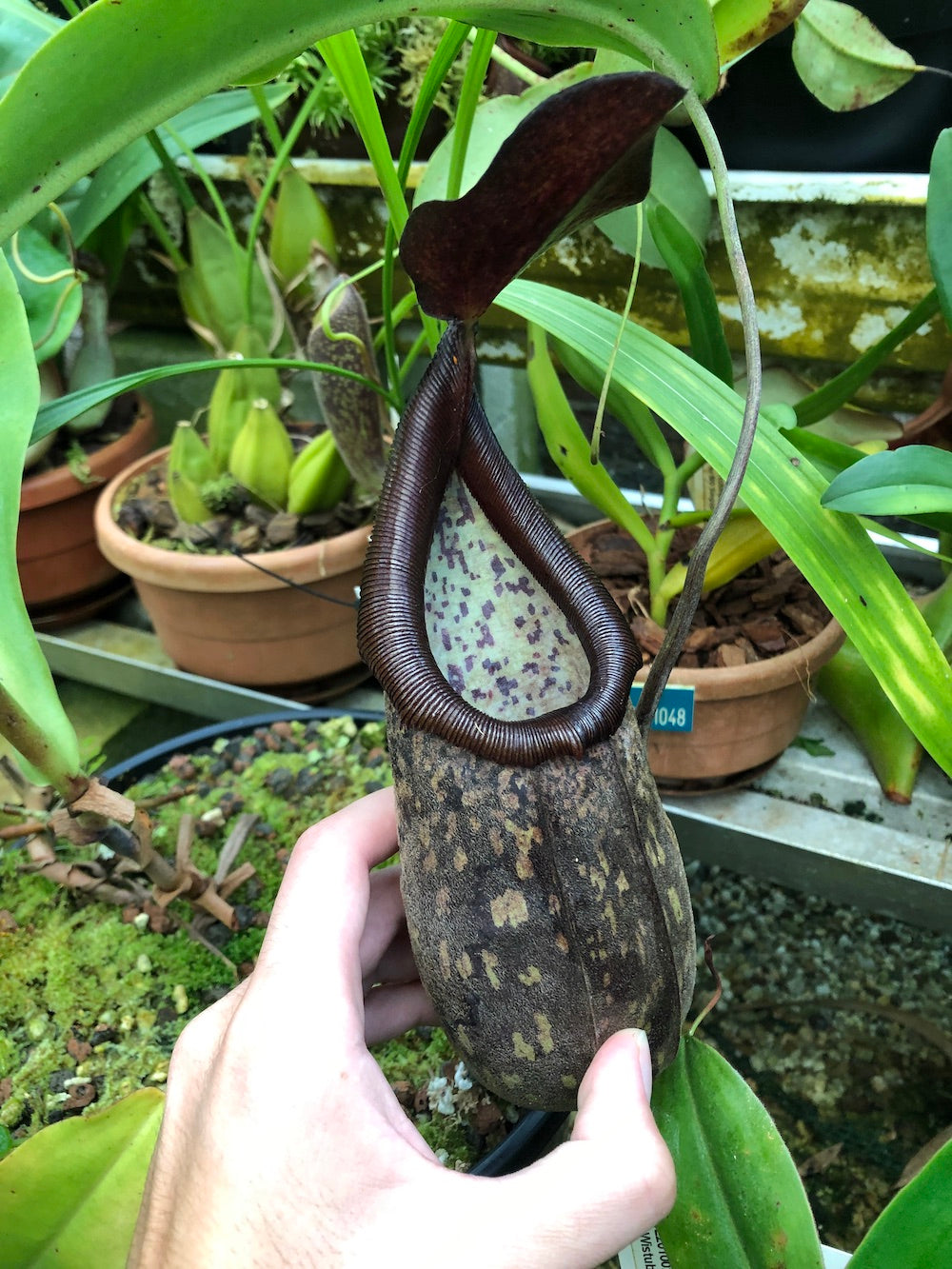 The Endangered Nepenthes
