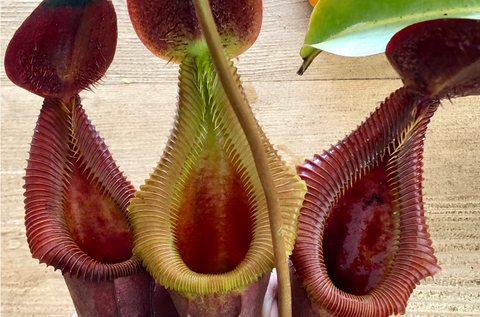 Nepenthes x trusmadiensis – Cross Exotics Nepenthes x trusmadiensis – Cross Exotics