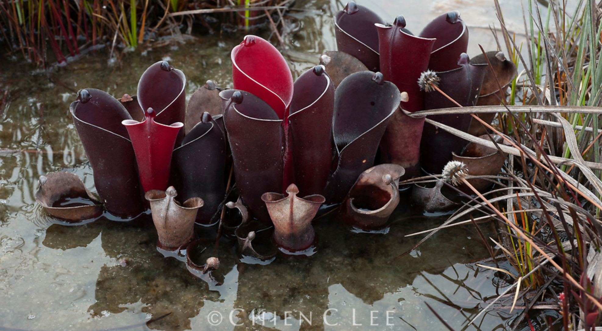 Heliamphora