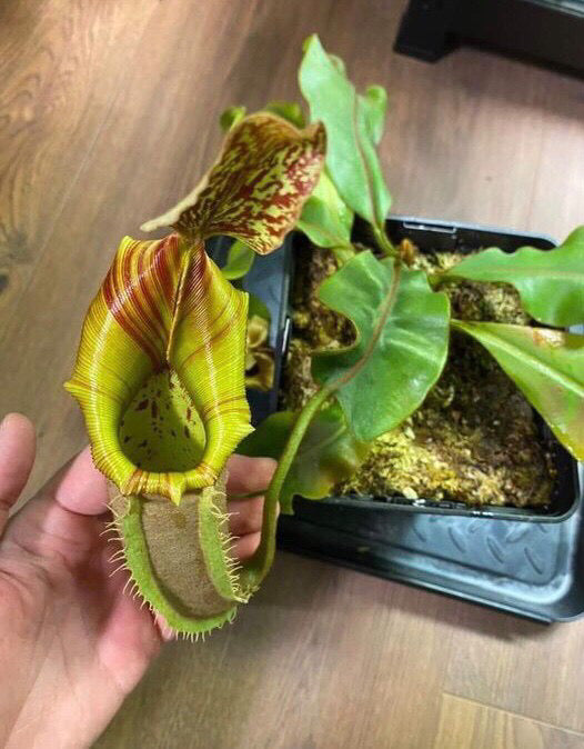 Nepenthes veitchii Bario x Candy Dreams