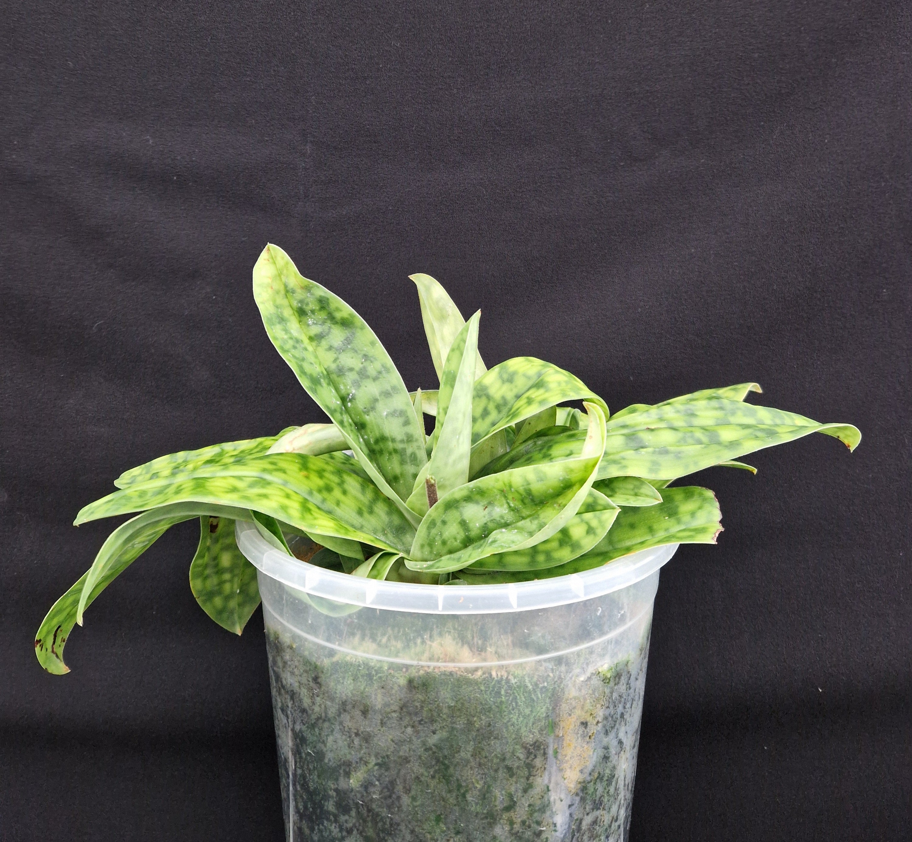 Paphiopedilum Cymatodes