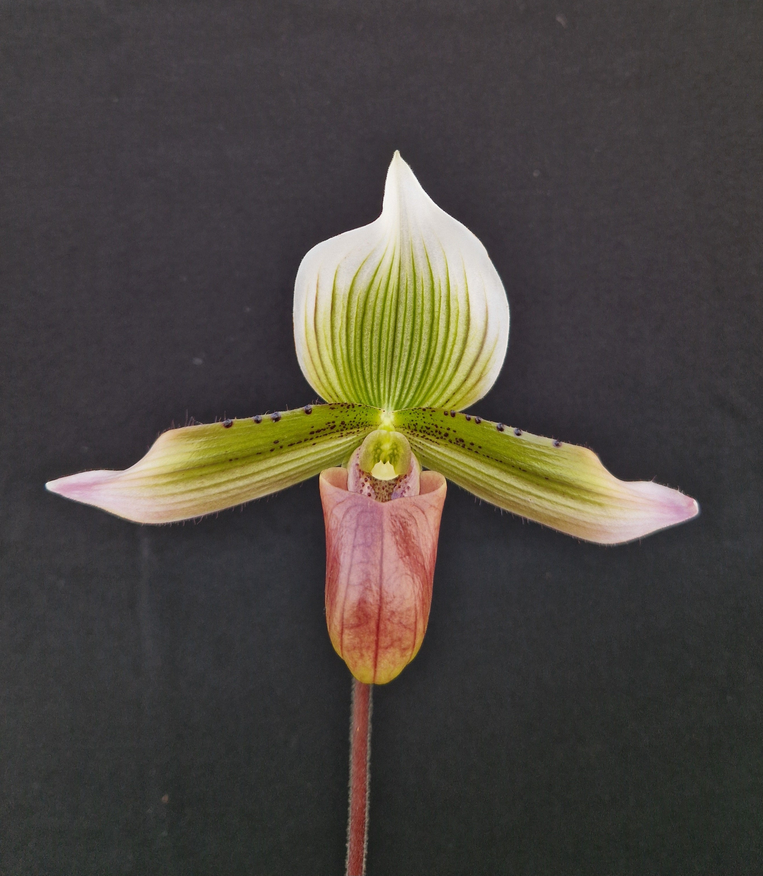 Paphiopedilum Masupi