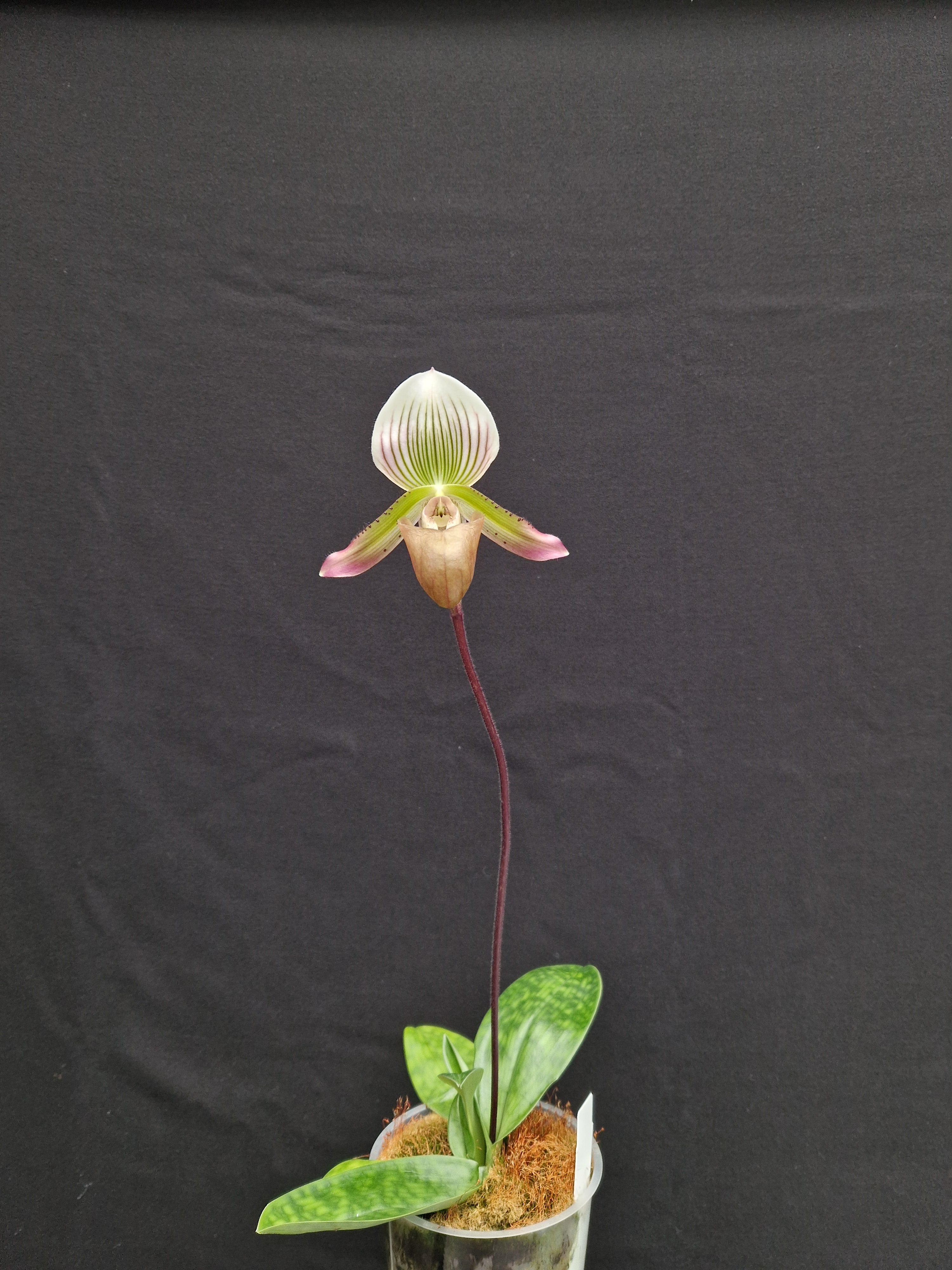 Paphiopedilum Kitankul