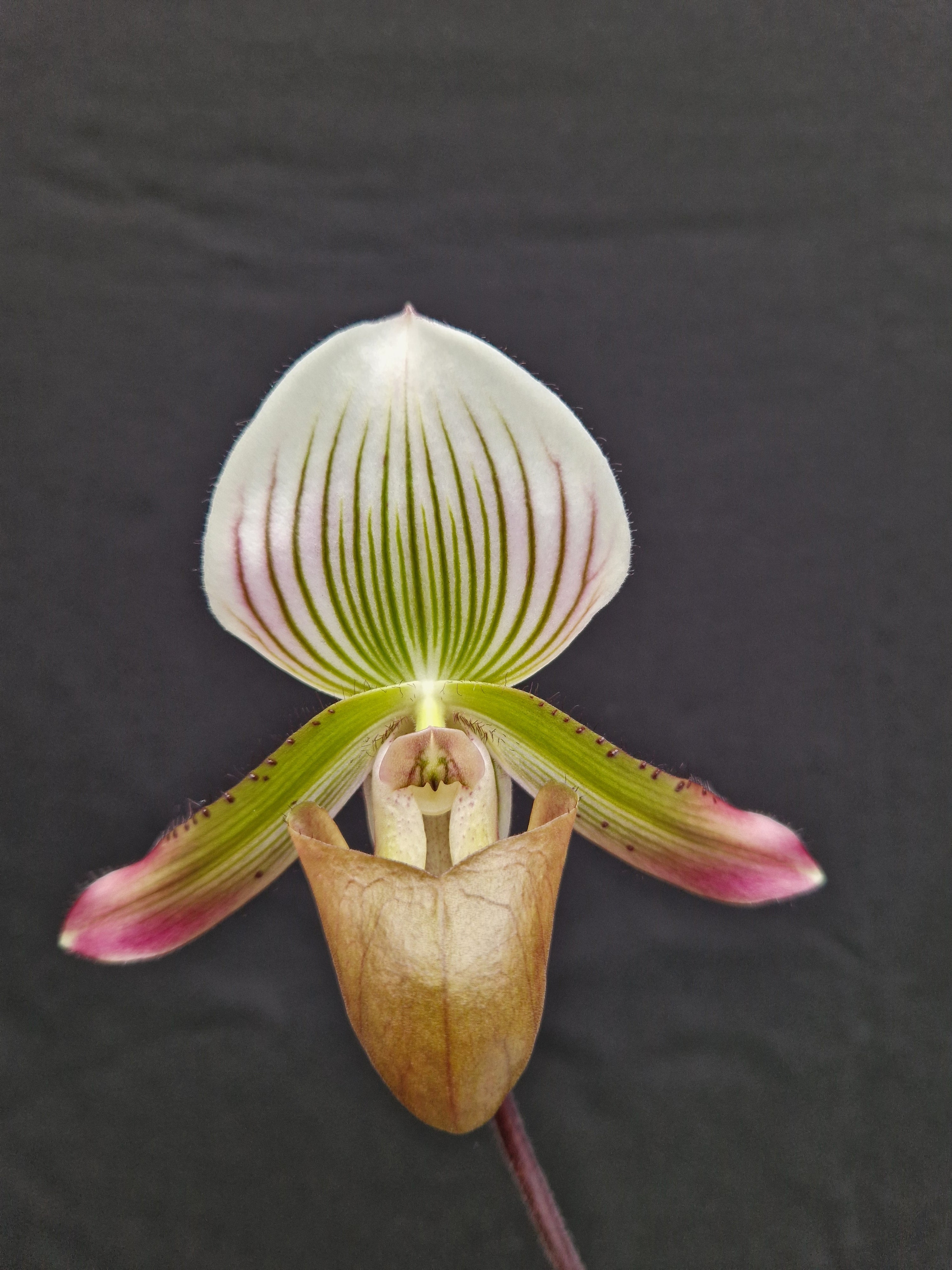 Paphiopedilum Kitankul