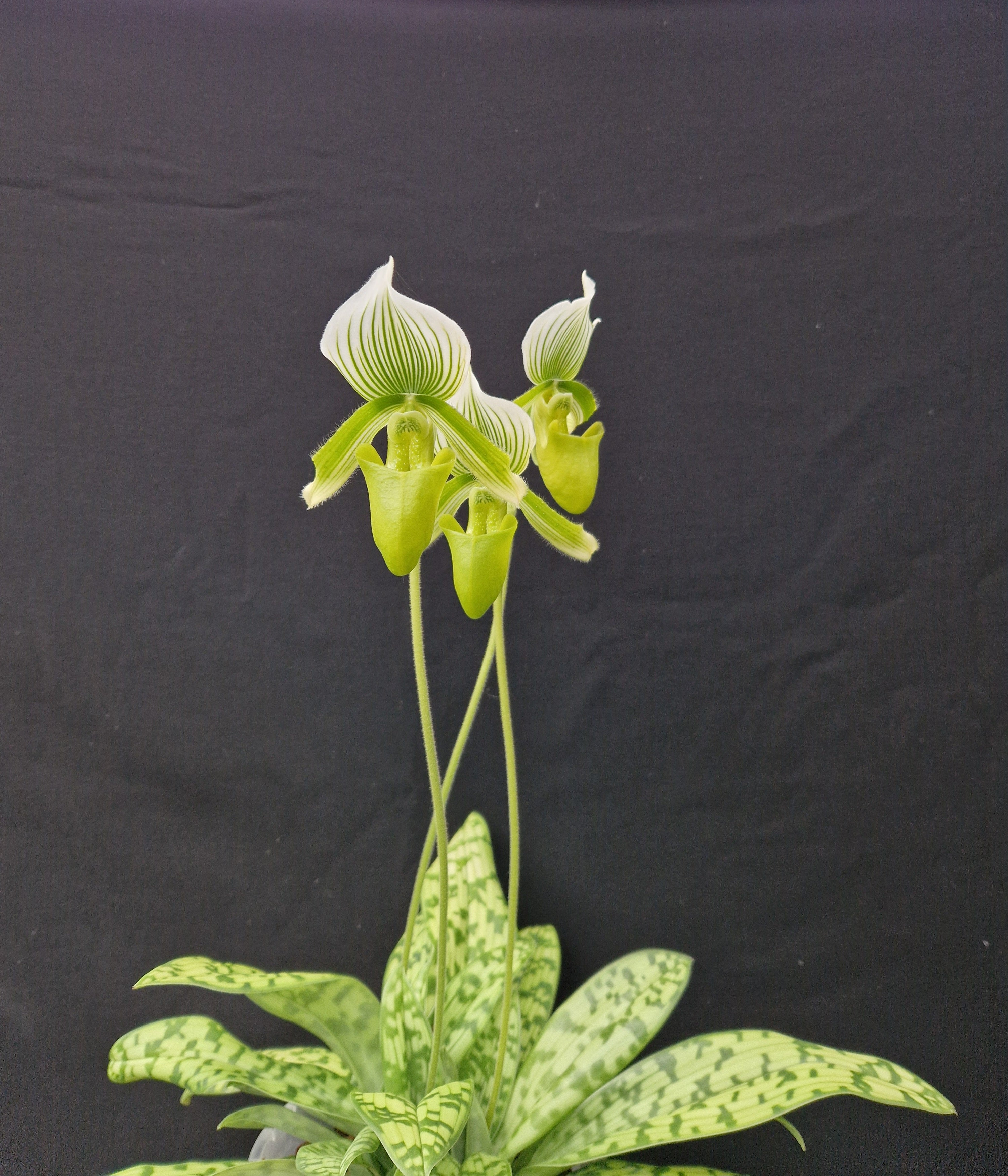 Paphiopedilum Onyx 'La Tuilerie'