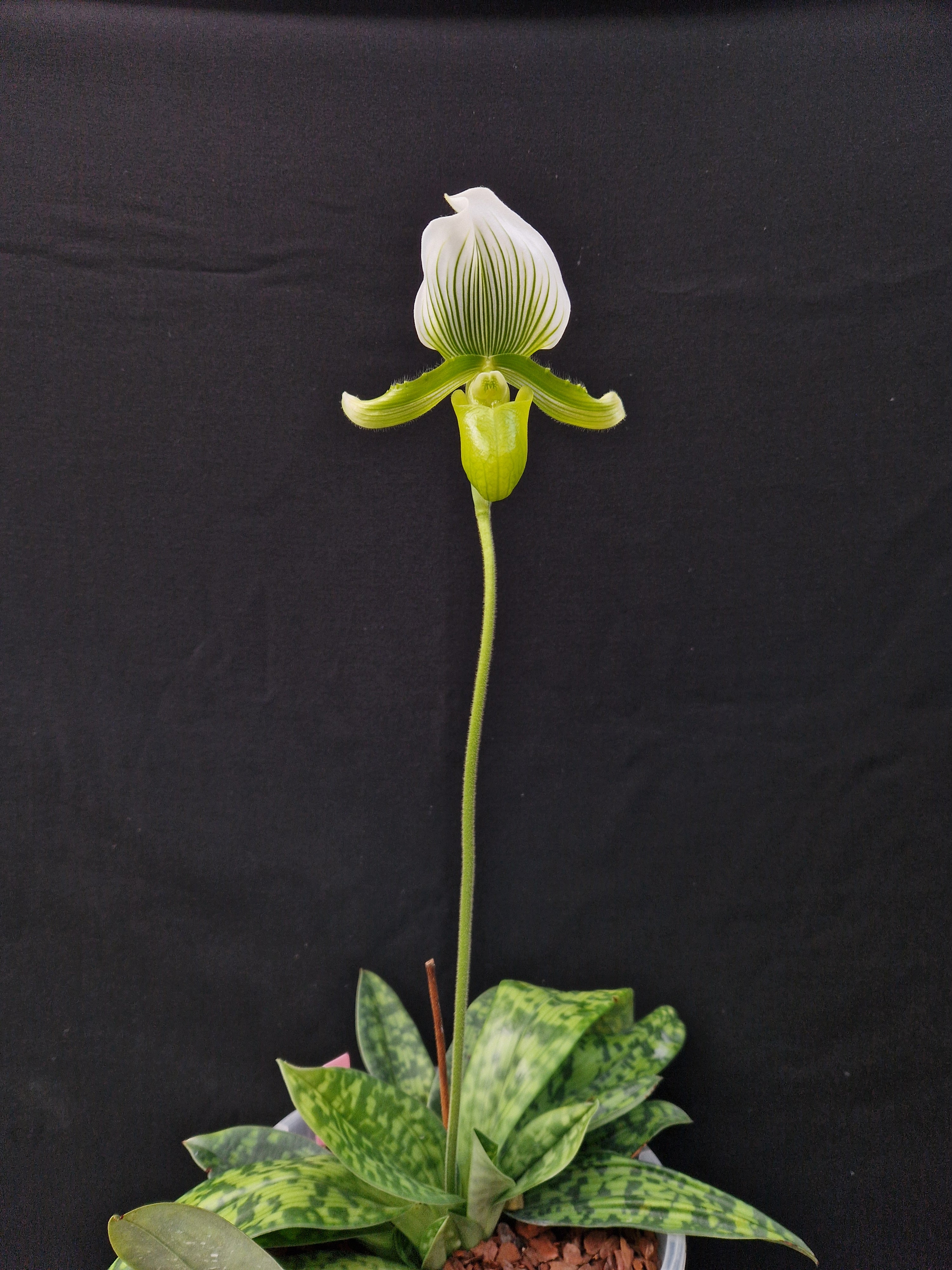 Paphiopedilum Maudiae 'AMCO'