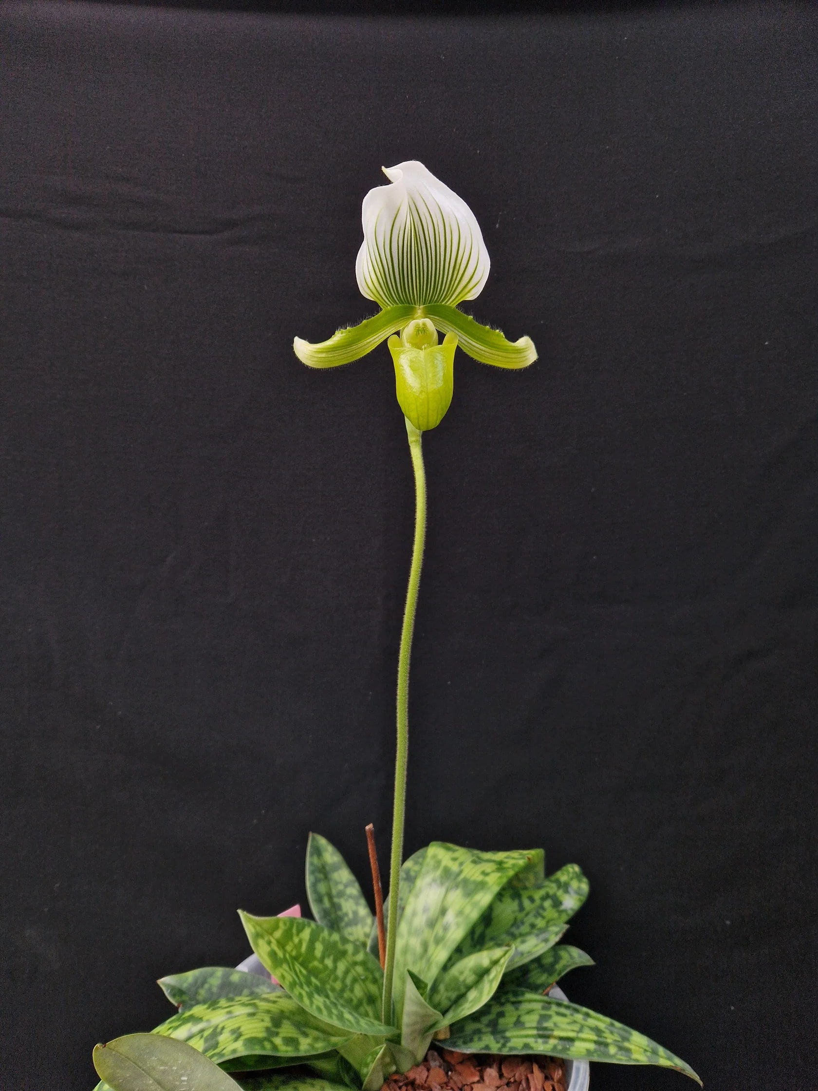 Paphiopedilum Mitylene Clair de Lune EVB x Maudiae 'AMCO'