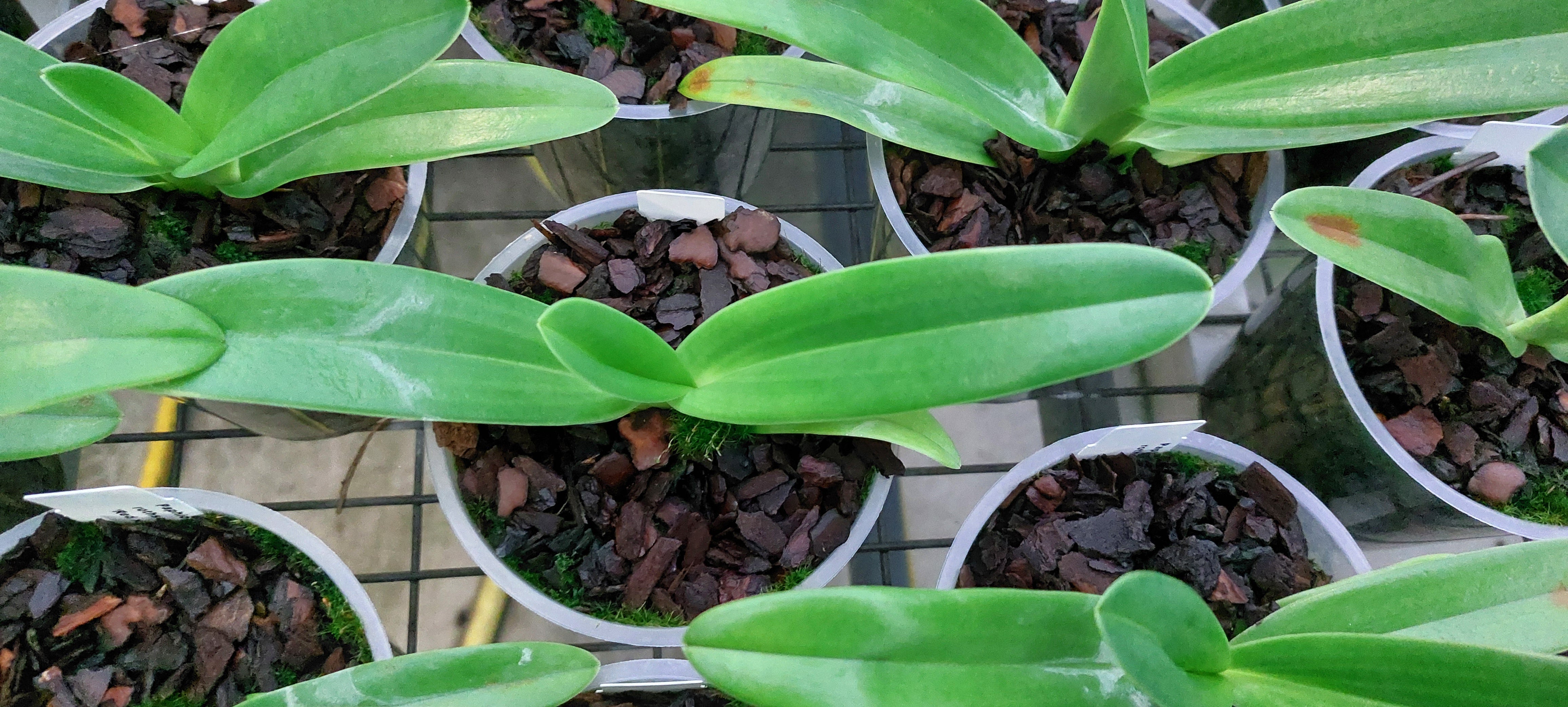 Paphiopedilum rothschildianum 'Red' x 'Ranau'