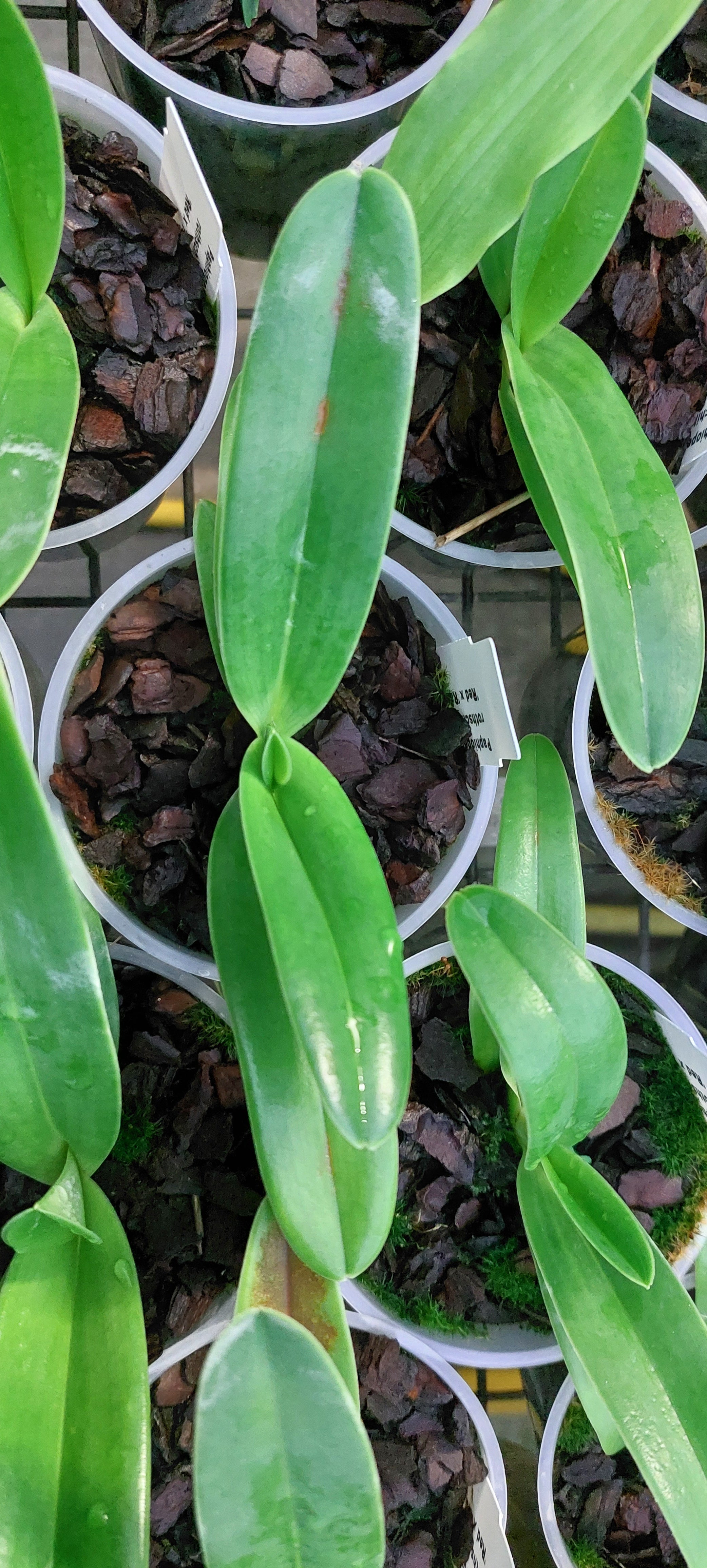 Paphiopedilum rothschildianum 'Red' x 'Ranau'