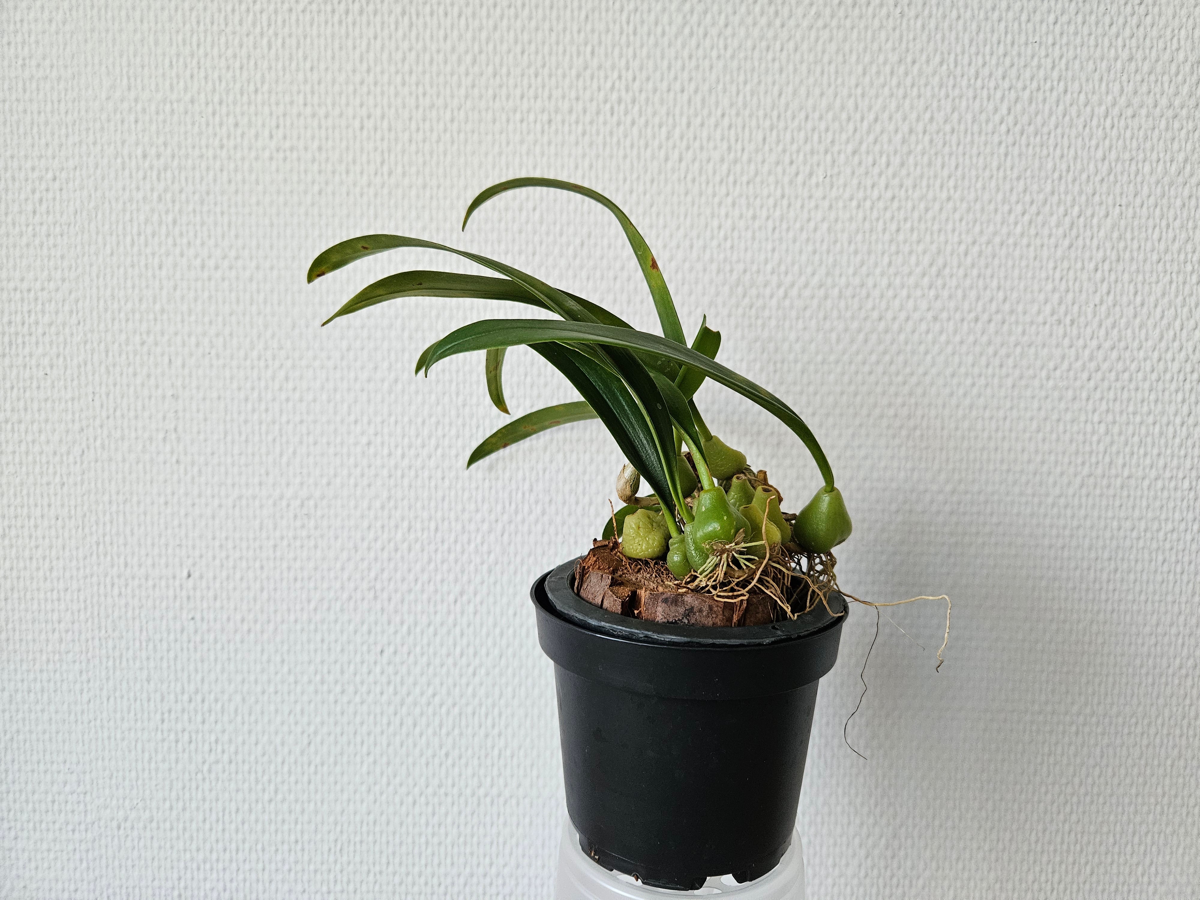 bulbophyllum lindleyanum