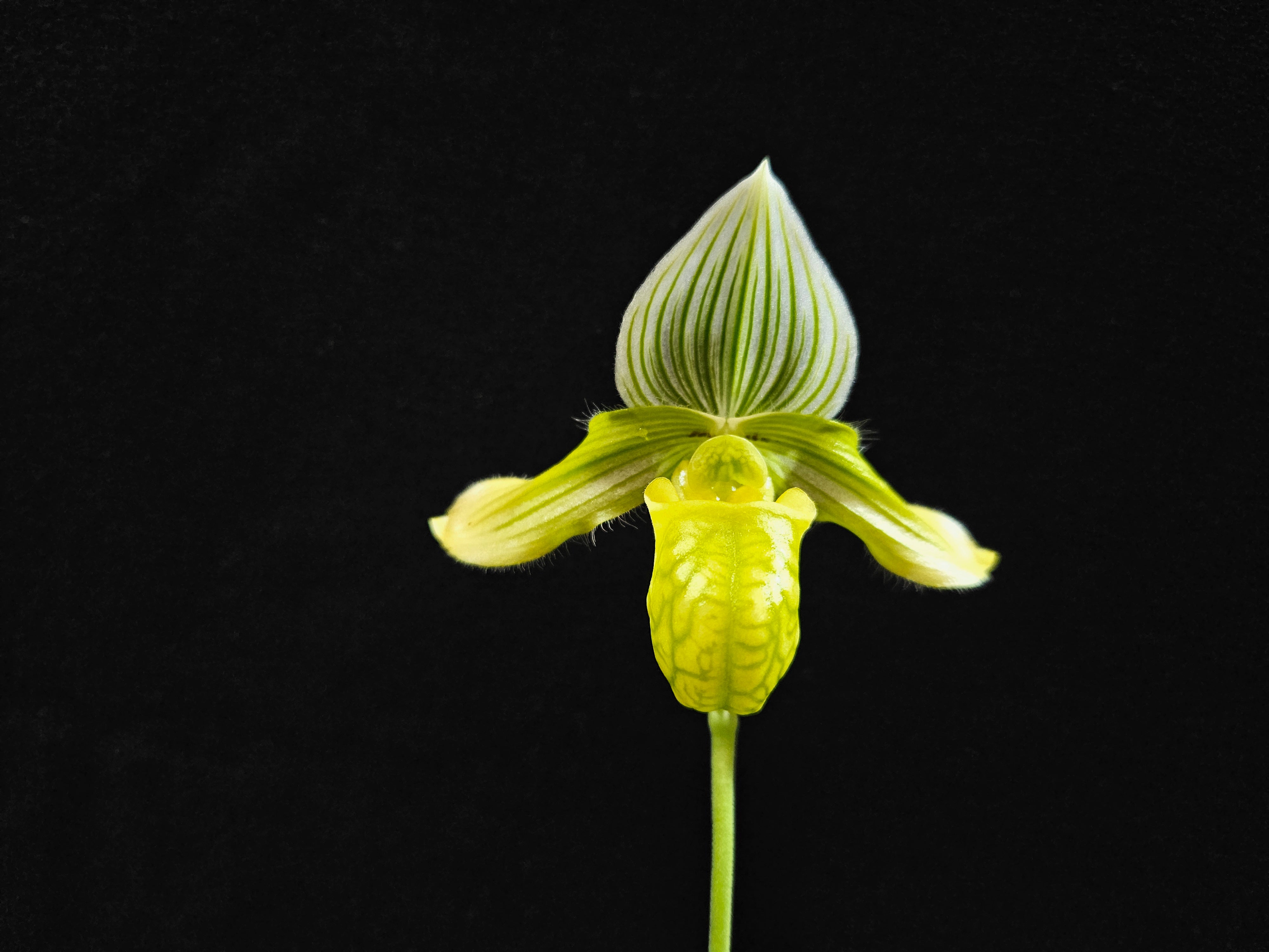 Paphiopedilum venustum fma. measuresianum albino