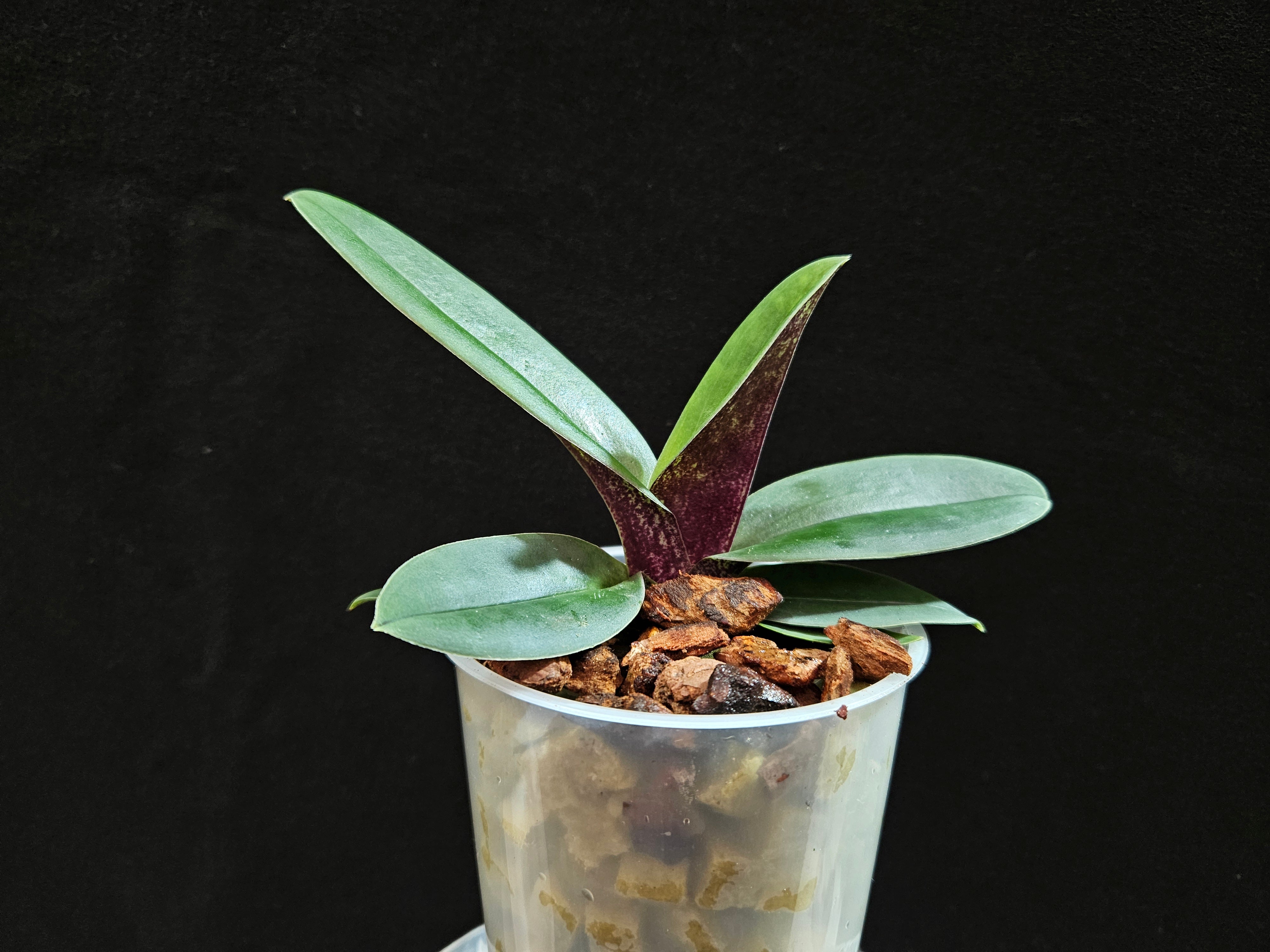 Paphiopedilum venustum real Pradhanii type