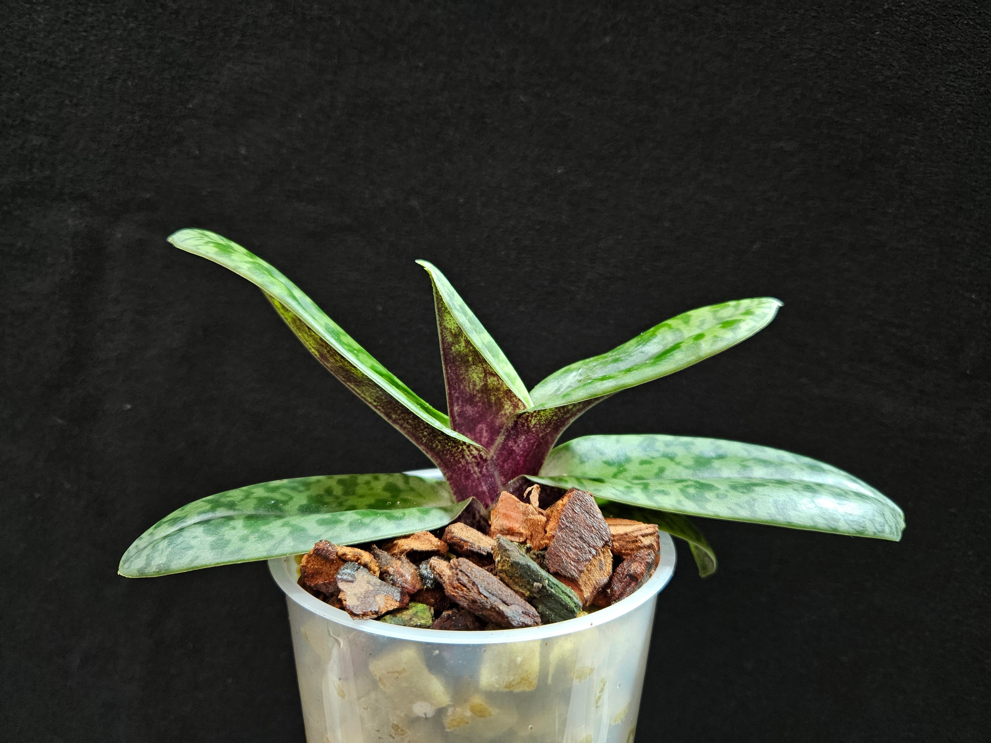 Paphiopedilum venustum