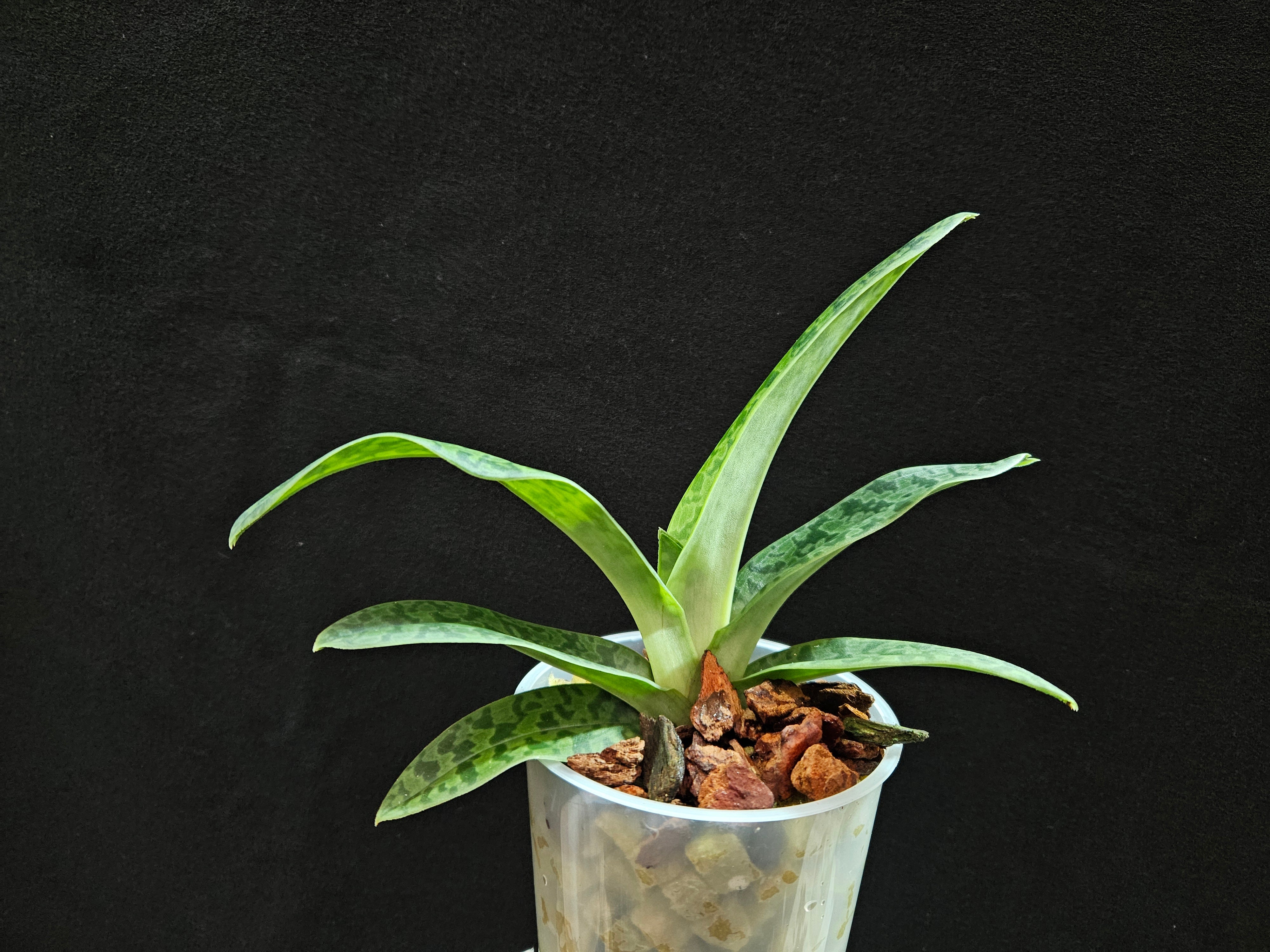 Paphiopedilum venustum fma. measuresianum albino