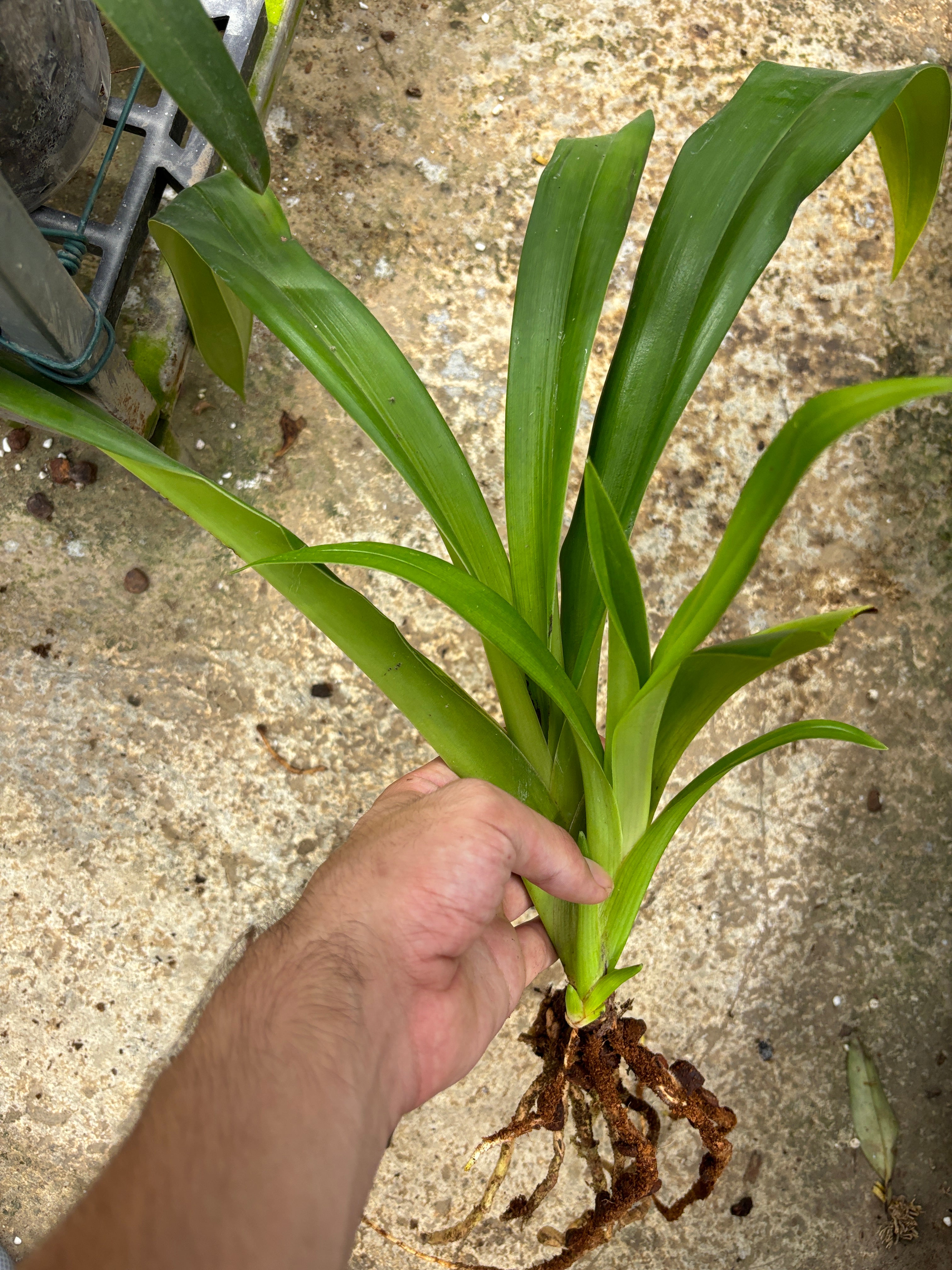 Phragmipedium longifolium EYOF 4N
