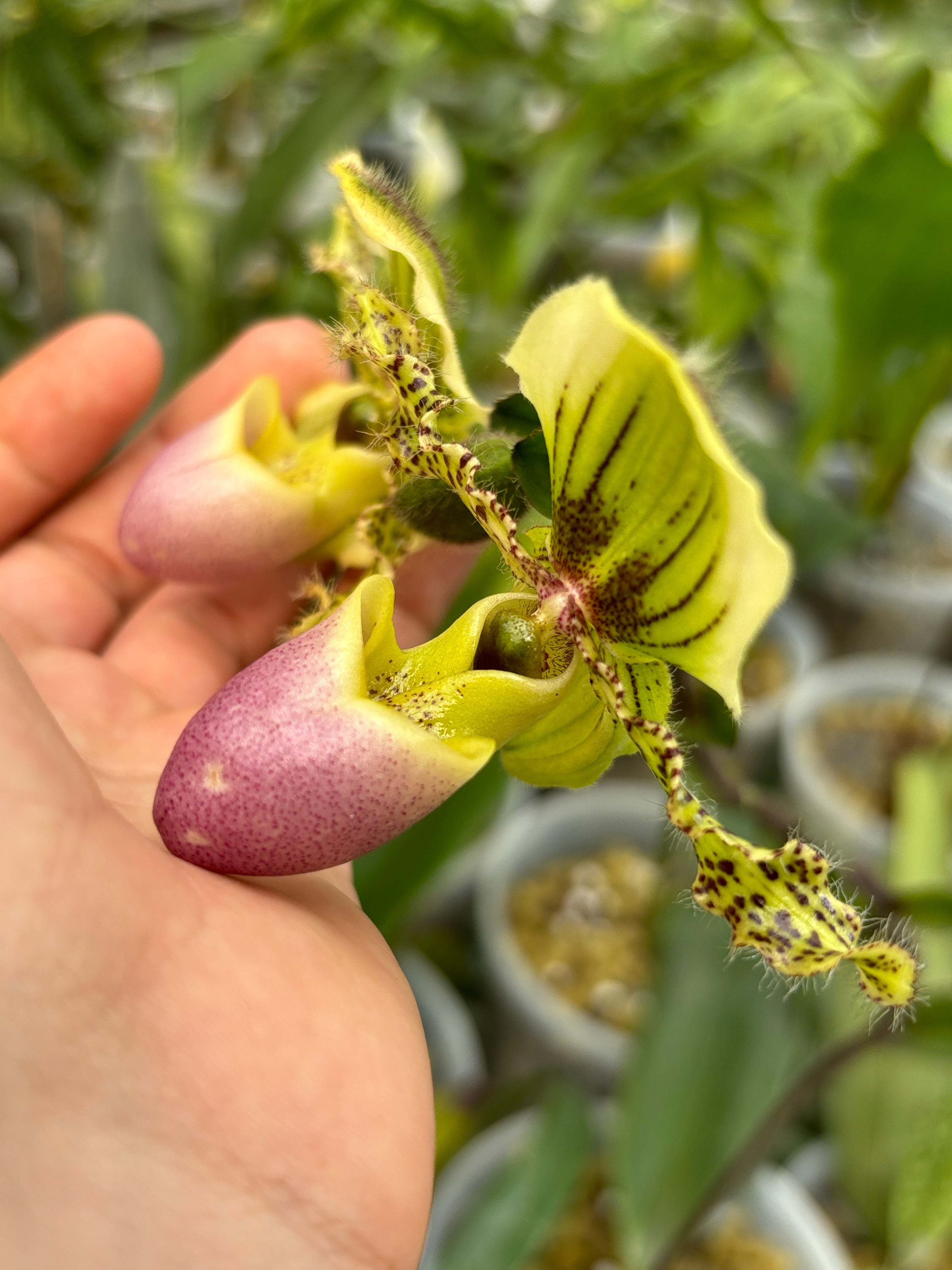 Paphiopedilum victoria-regina giant form BS