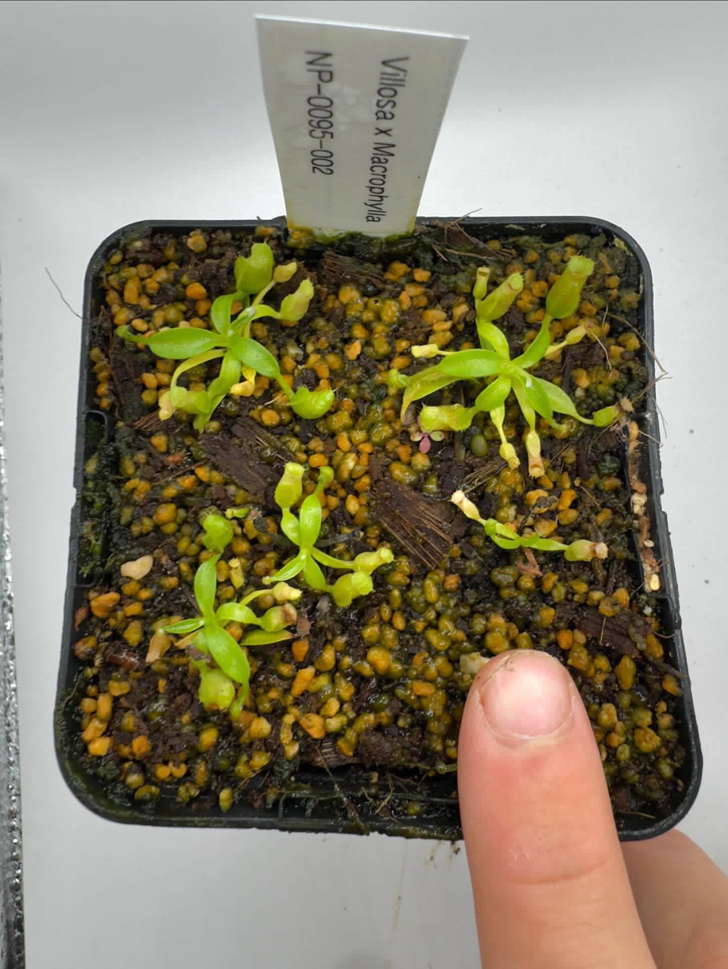 Nepenthes villosa x macrophylla (Marabini) NP – Cross Exotics