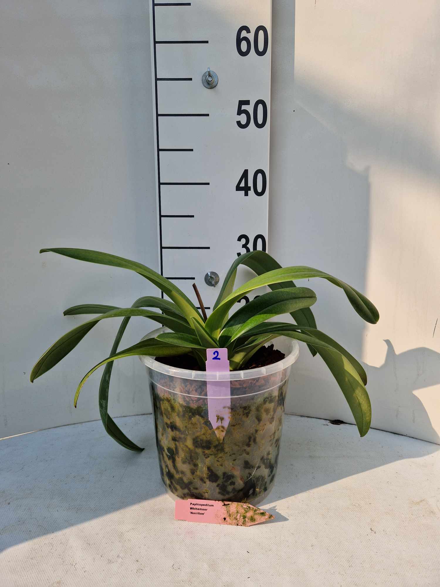 Paphiopedilum Whitemoor 'Norriton'